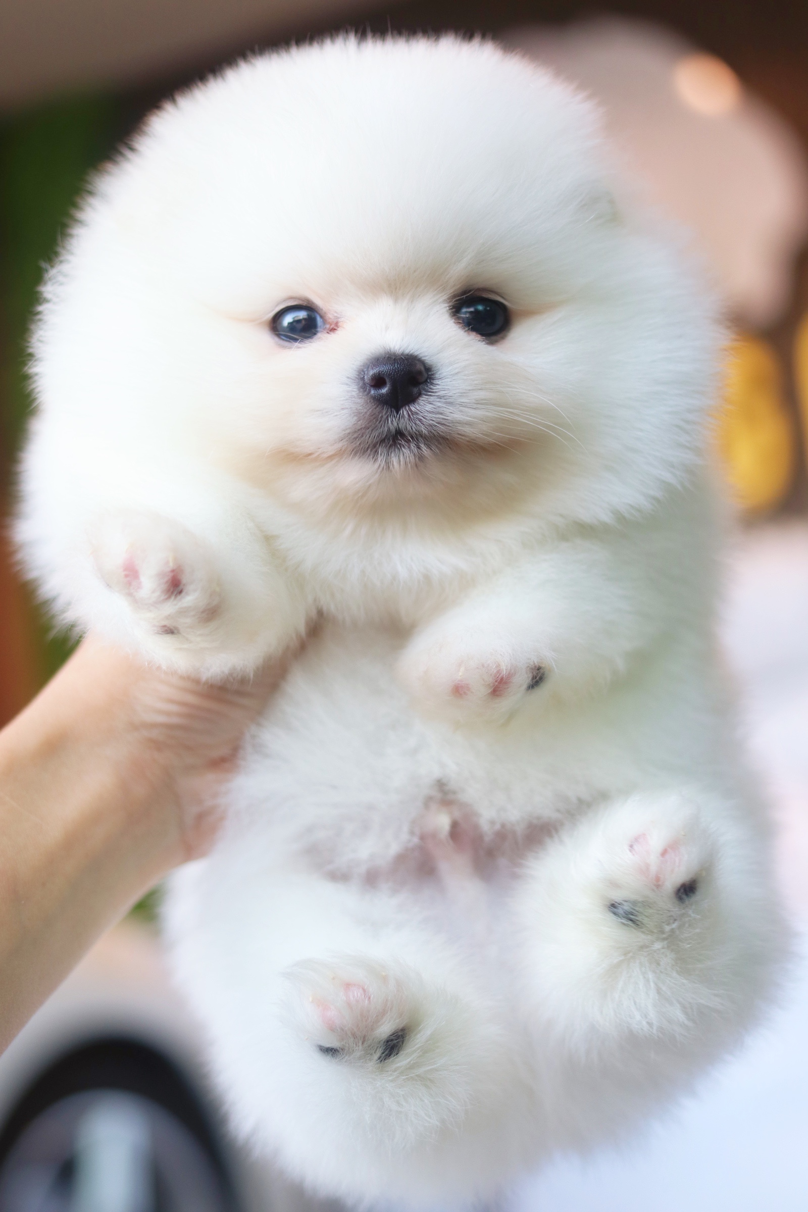 ปอมเมอเรเนียน เพศผู้ สีขาวครีม เกรดโชว์