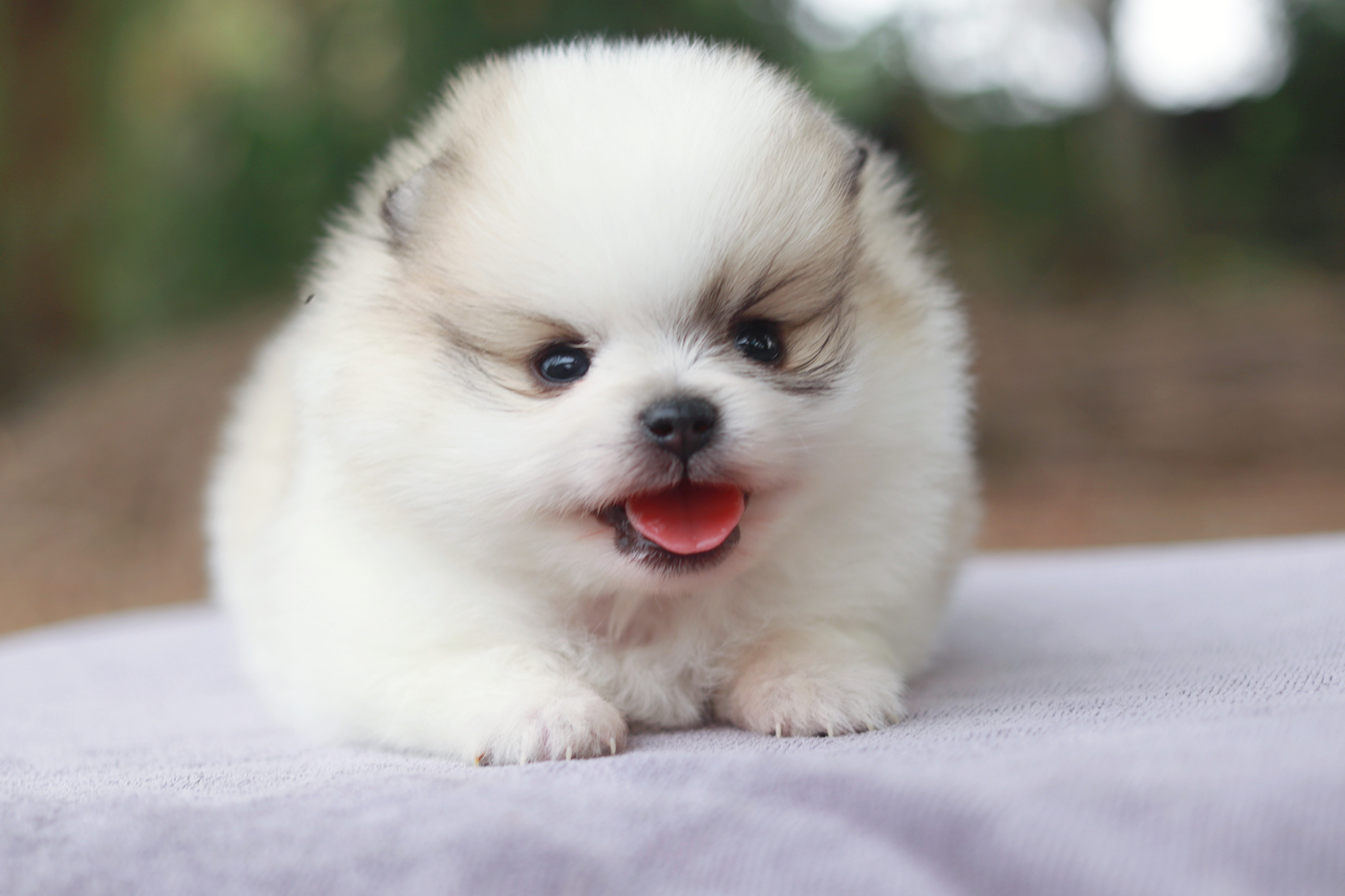 ปอมเมอเรเนียน เพศผู้ แฟนซี