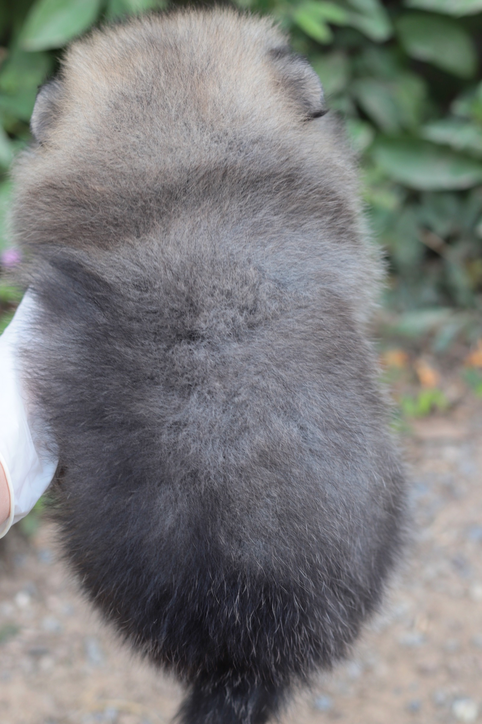 ปอมเมอเรเนียน เพศเมียสีส้ม