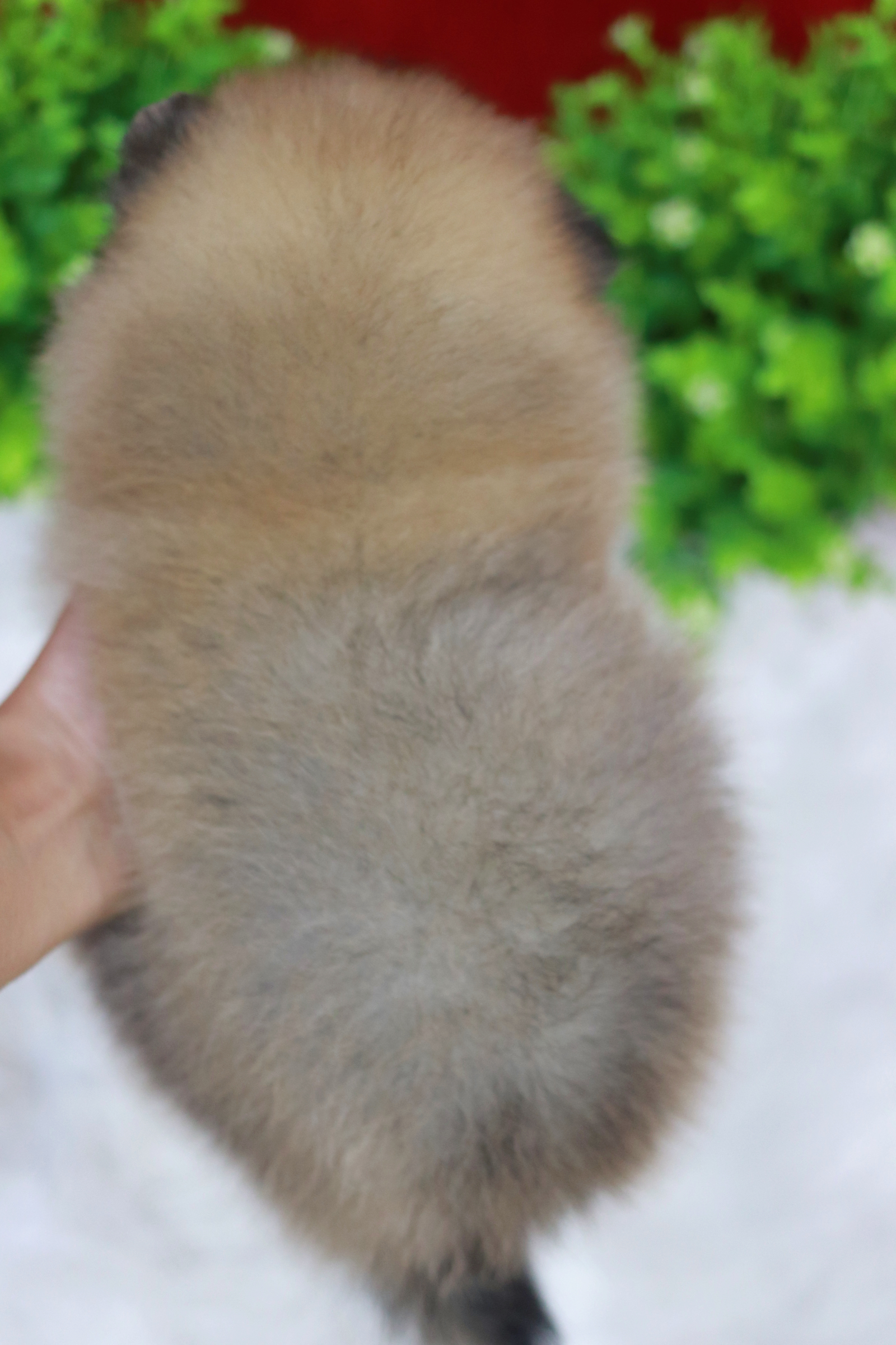 ปอมเมอเรเนียน เพศผู้ สีส้ม