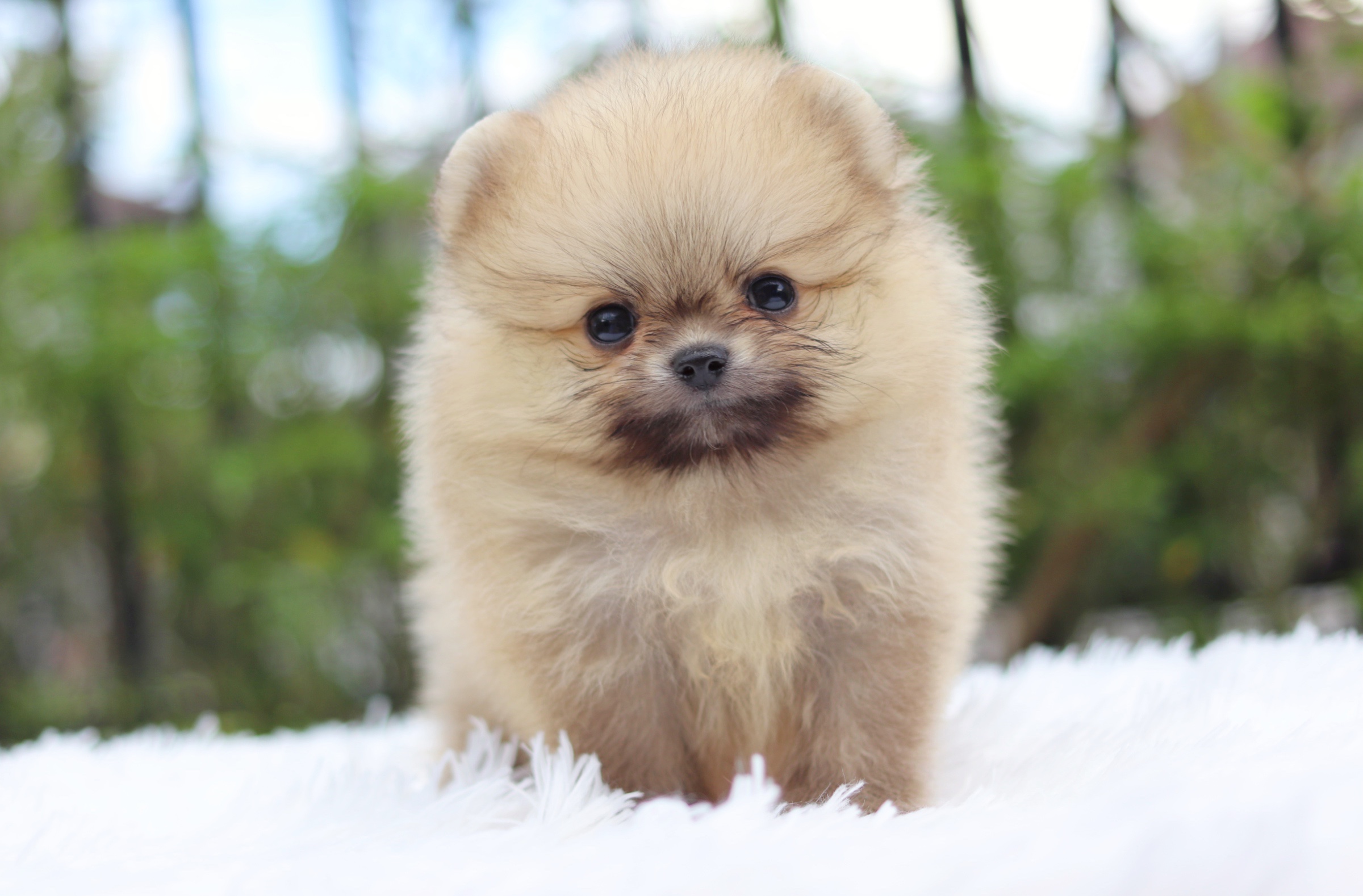 ปอมเมอเรเนียน เพศผู้ สีส้มไซส์เล็ก