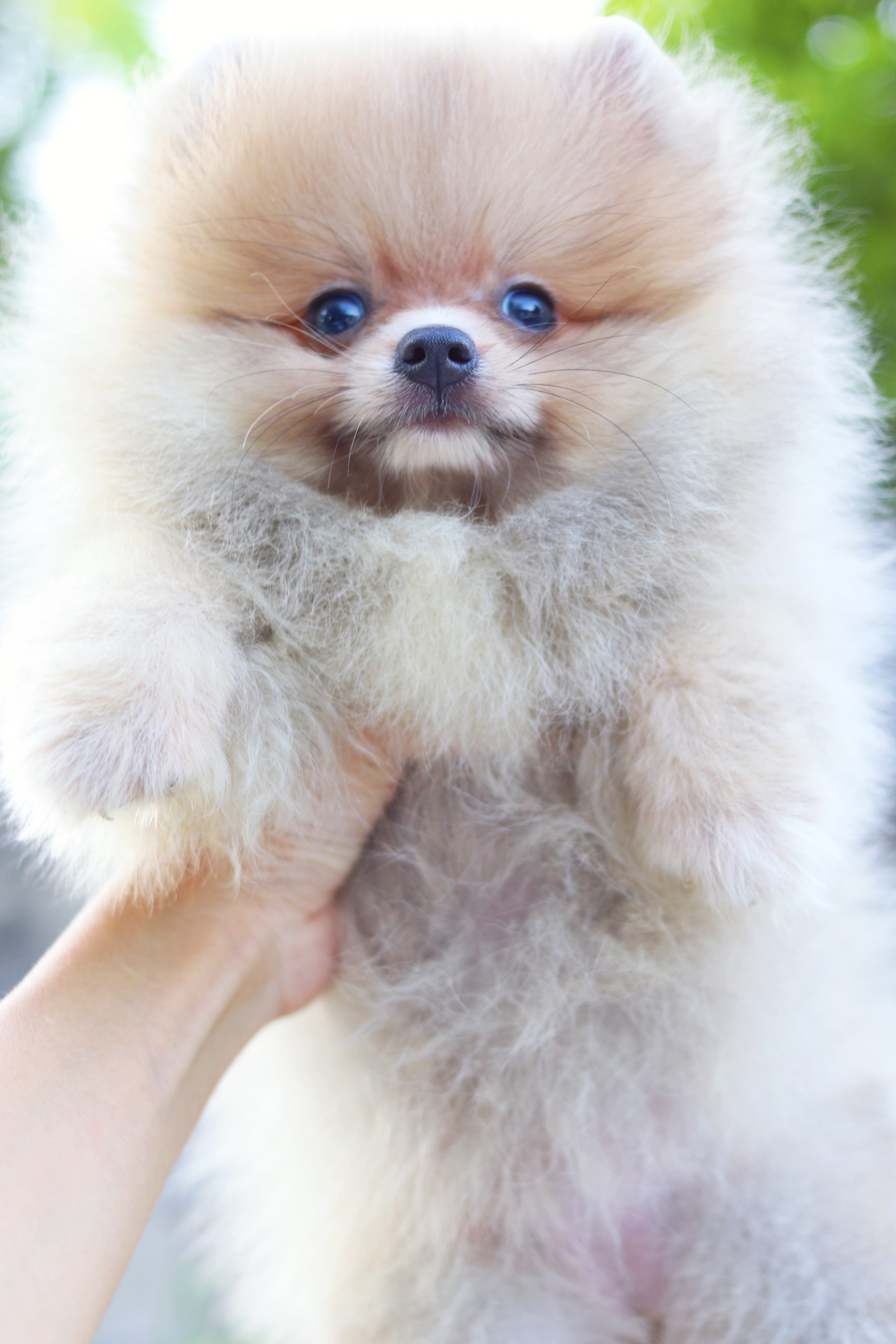 ปอมเมอเรเนียน เพศเมียสีส้ม