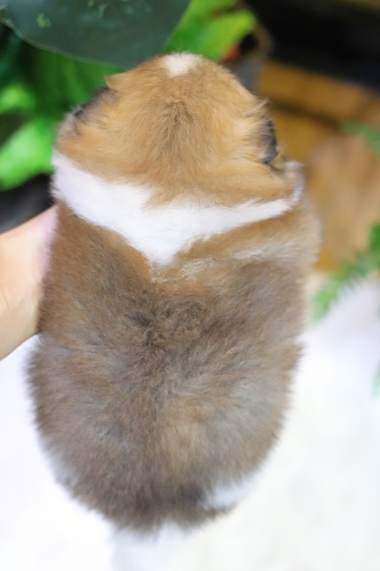 ปอมเมอเรเนียน เพศผู้แฟนซี