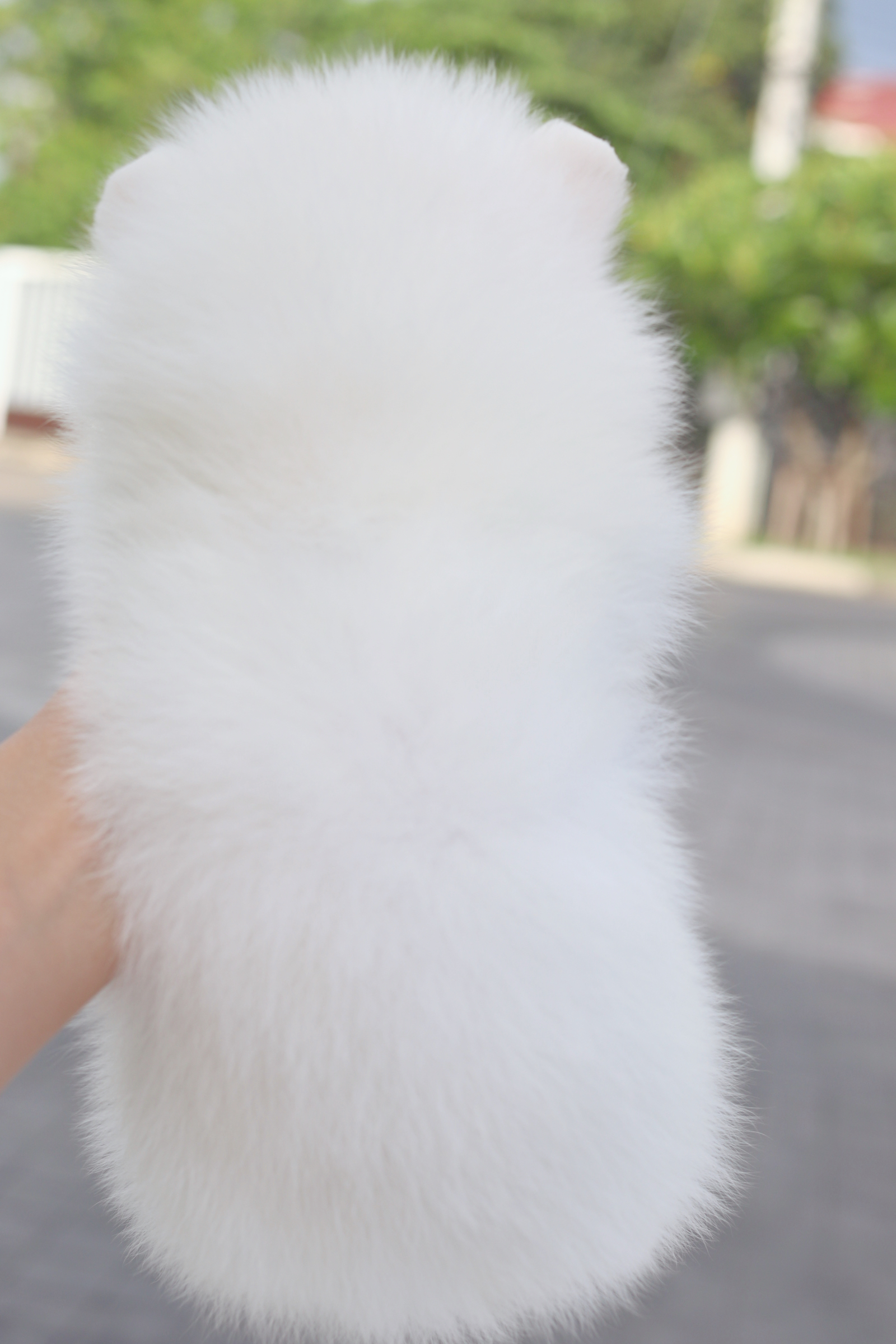 ปอมเมอเรเนียน เพศผู้สีขาวครีม