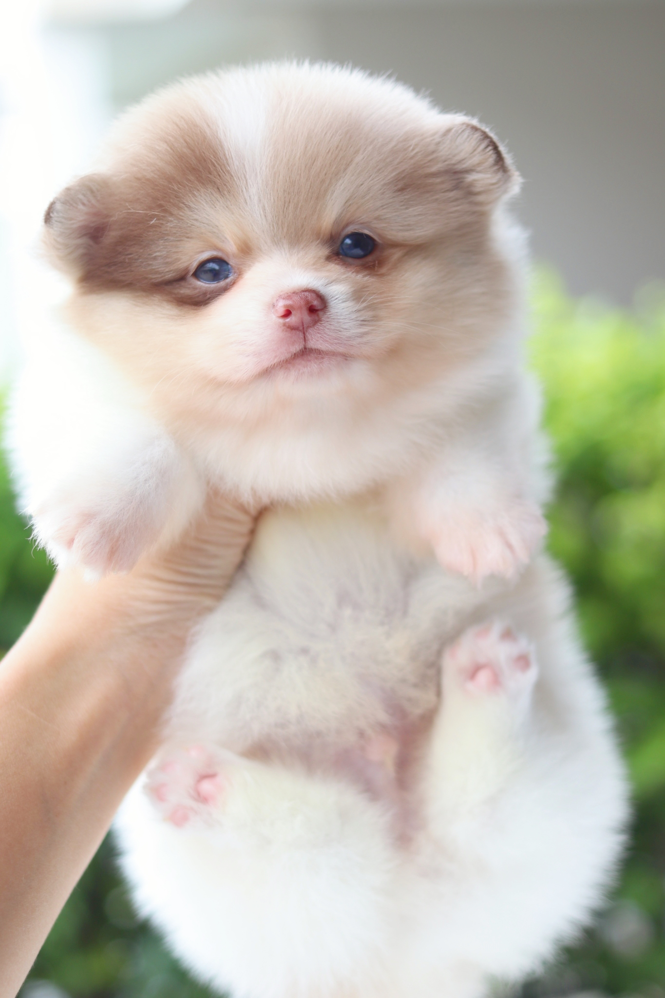 ปอมเมอเรเนียน เพศผู้สีแฟนซี