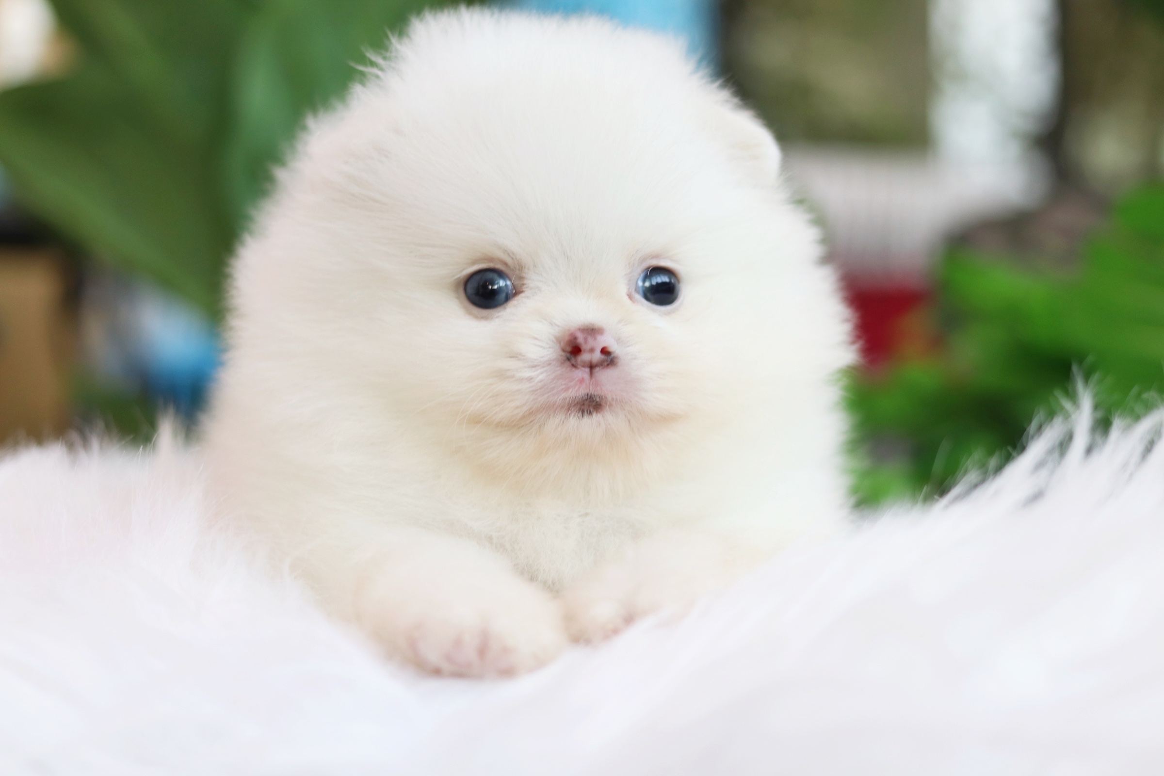 ปอมเมอเรเนียน เพศผู้สีขาว ตาสีฟ้า