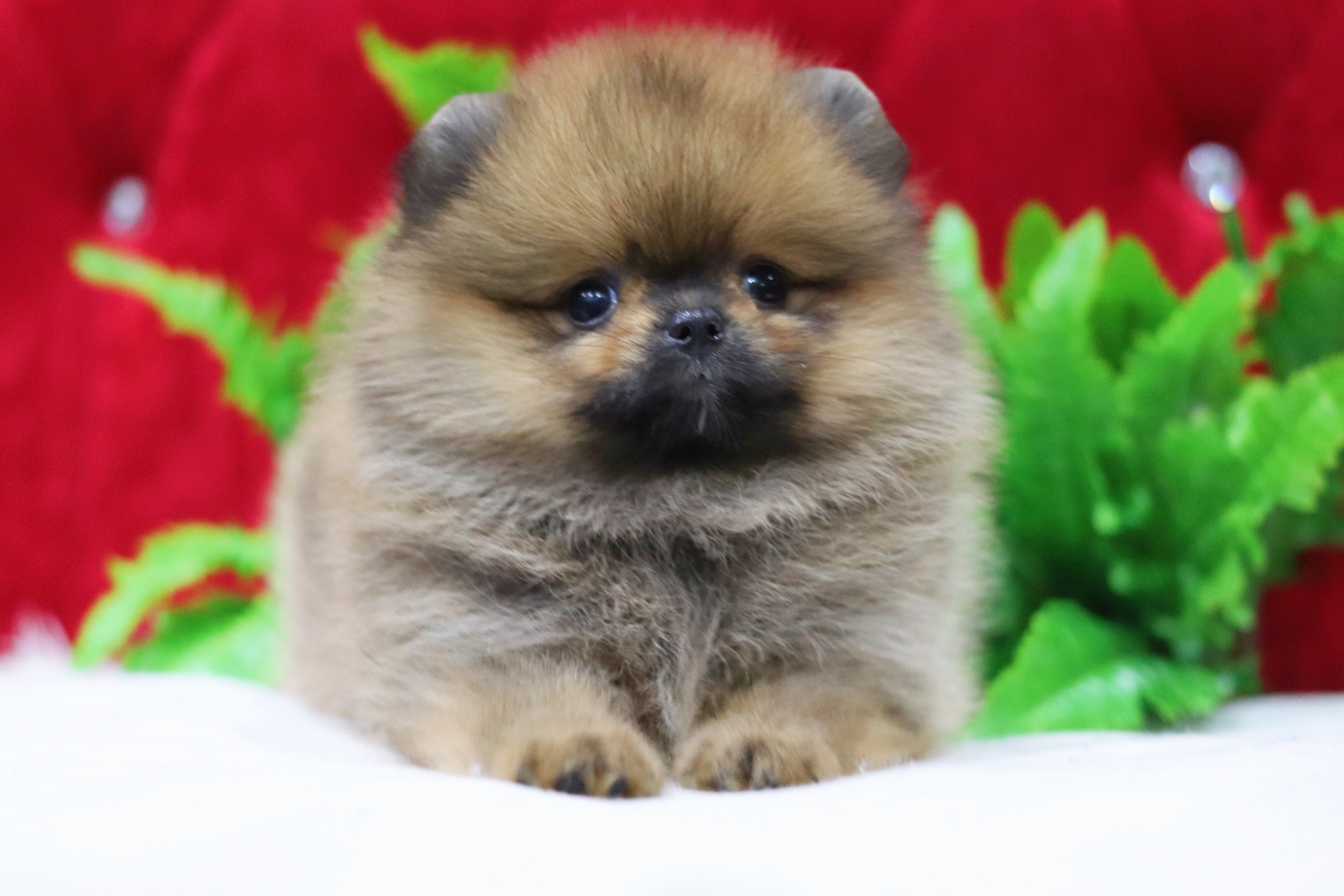 ปอมเมอเรเนียน เพศเมียสีส้ม