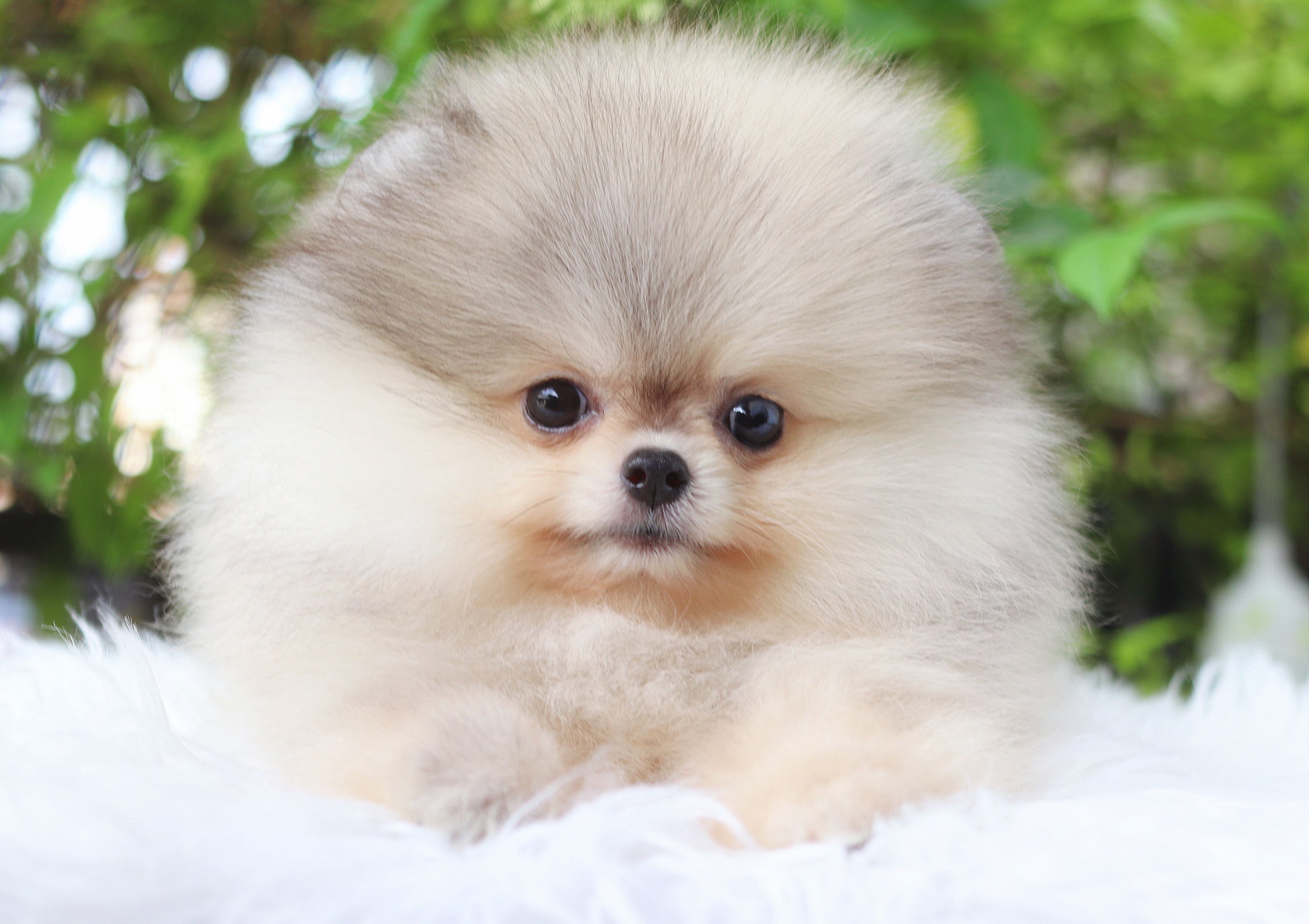 ปอมเมอเรเนียน เพศผู้ สีส้ม เกรดโชว๋