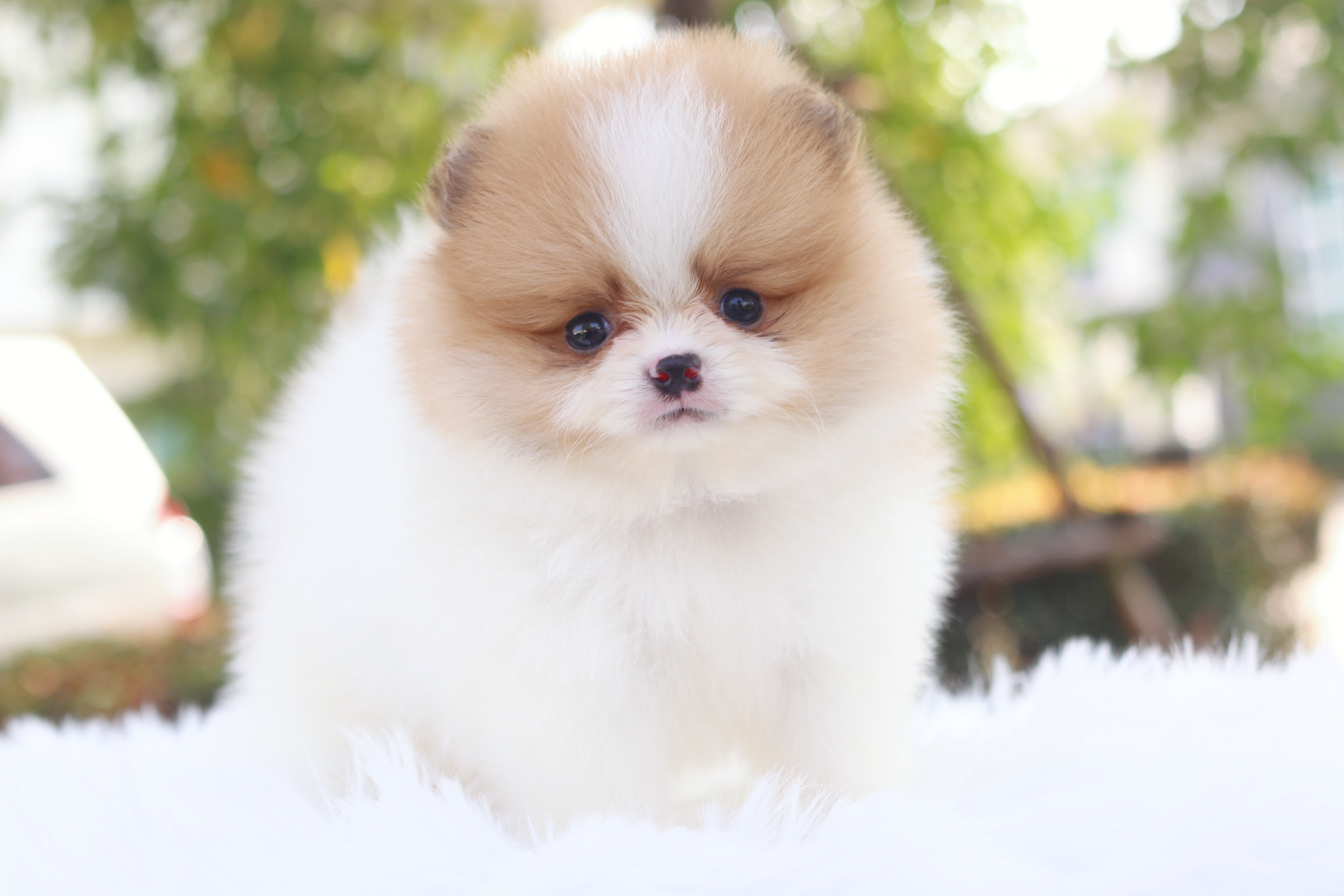 ปอมเมอเรเนียน เพศผู้ สีแฟนซี เกรดโชว์