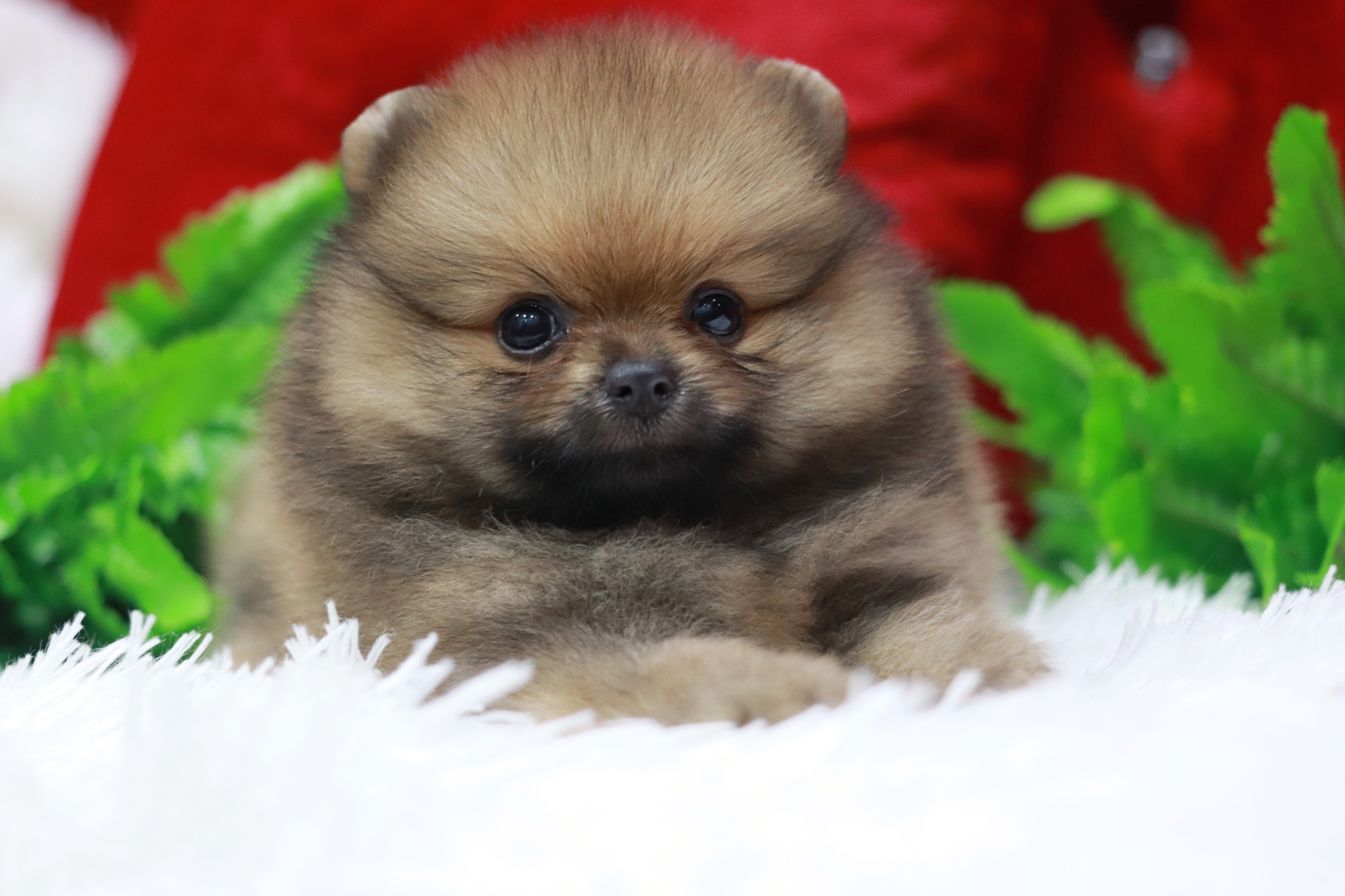 ปอมเมอเรเนียน เพศเมียหน้าฟ็อก