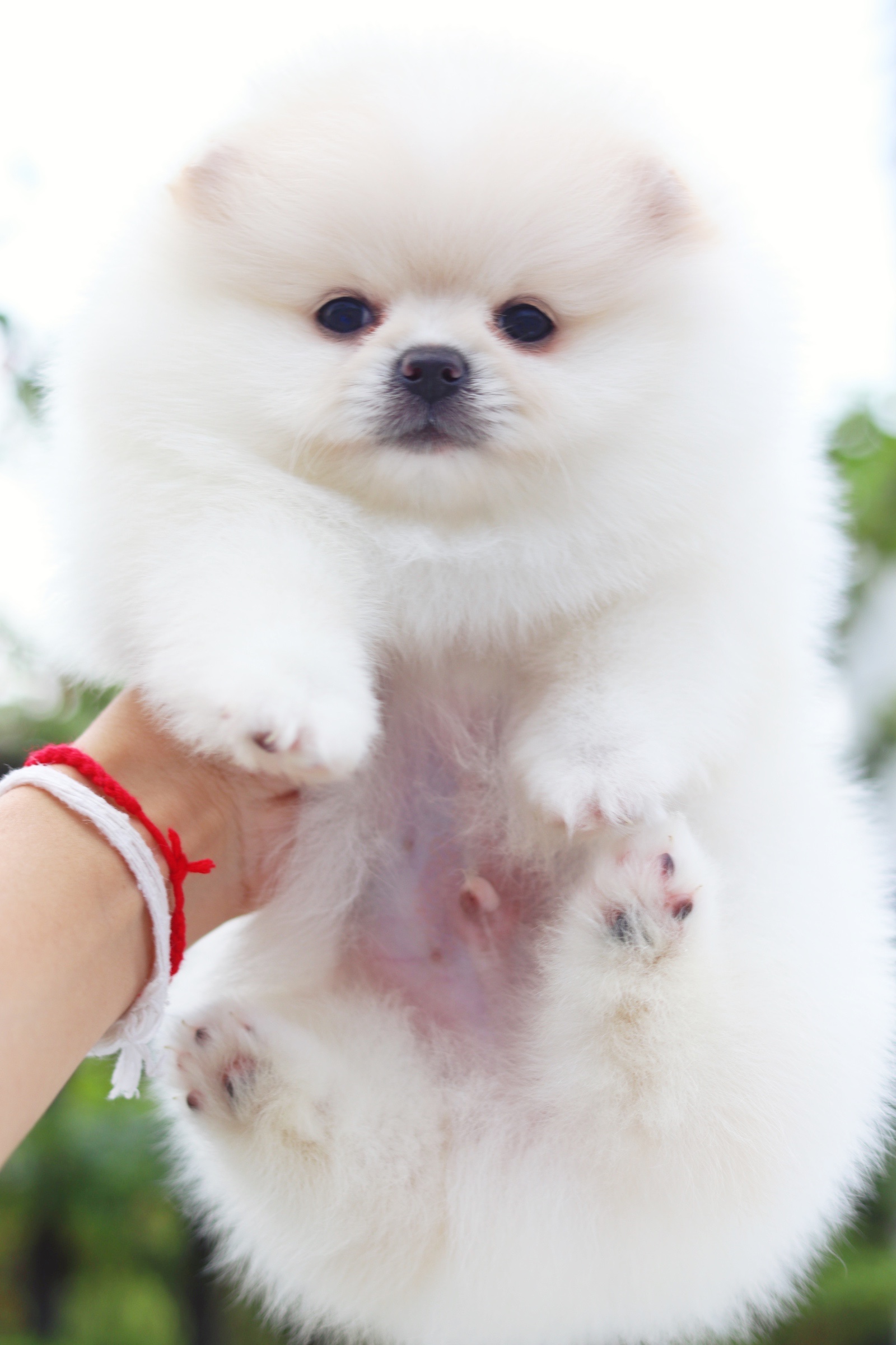 ปอมเมอเรเนียน เพศผู้ สีขาวครีมเกรดโชว์