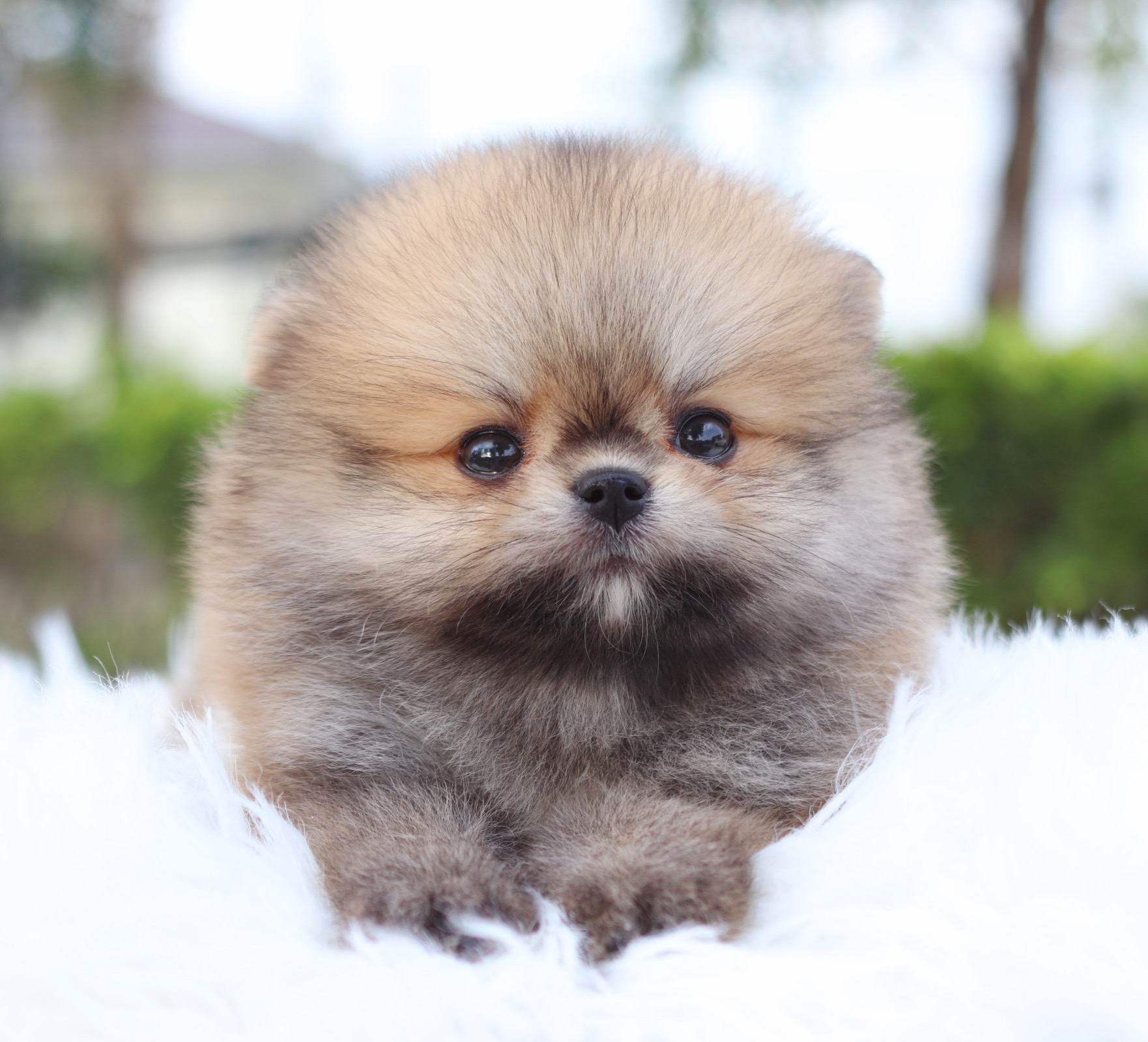 ปอมเมอเรเนียน เพศผู้ สีส้ม เกรดโชว์