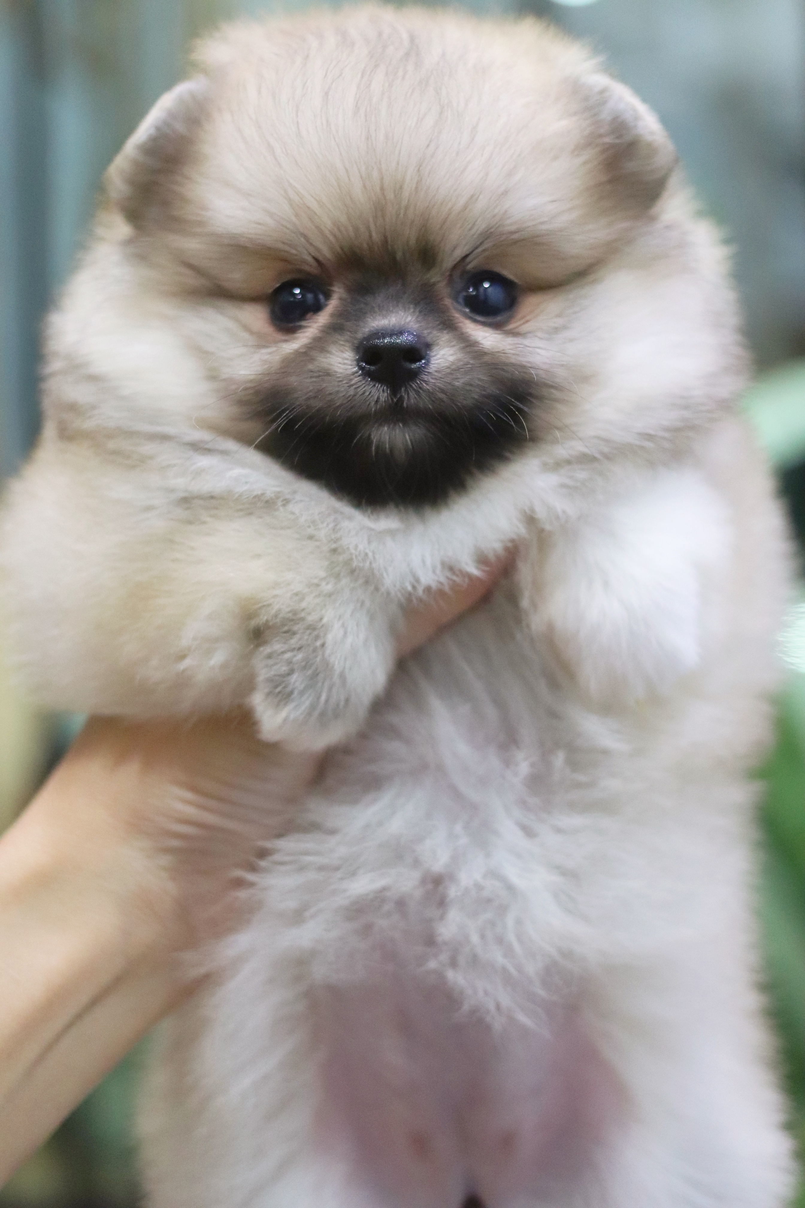 ปอมเมอเรเนียน เพศเมียสีส้ม