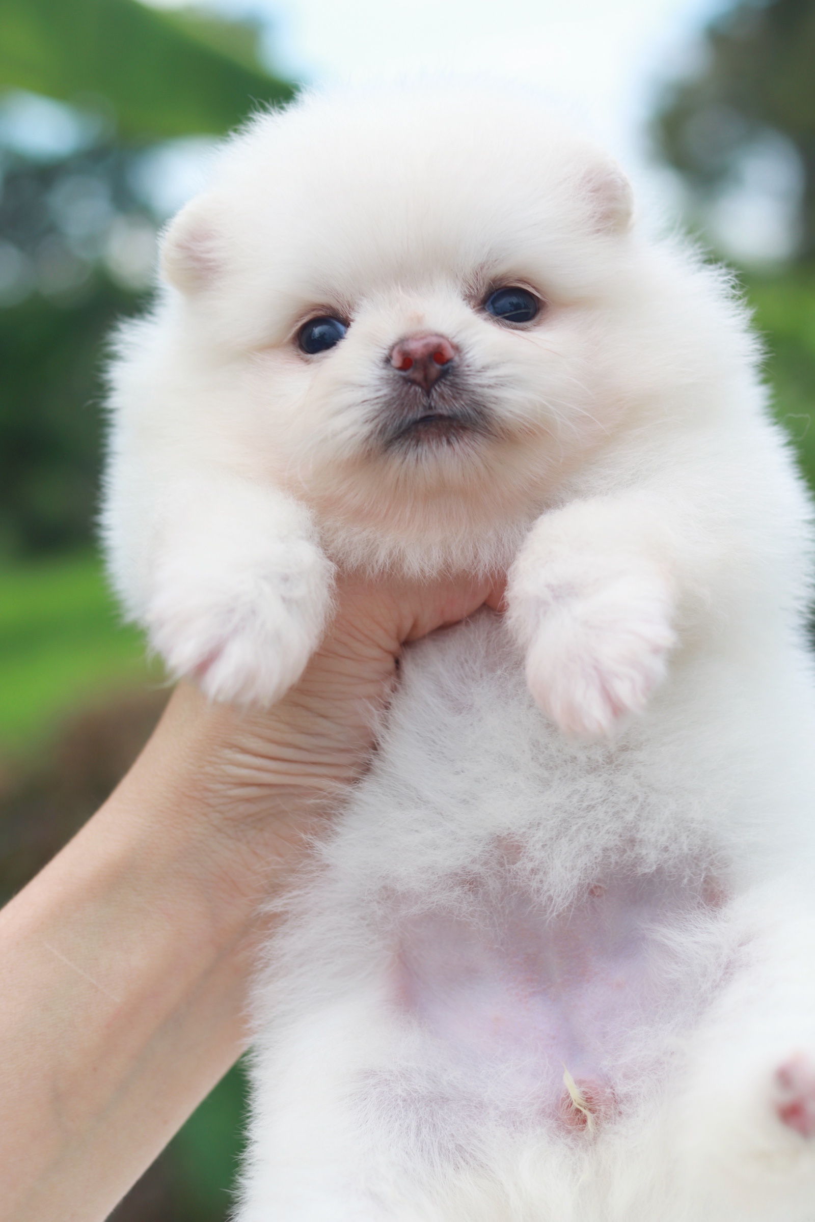 ปอมเมอเรเนียน เพศเมียขาวครีม ไซส์เล็ก