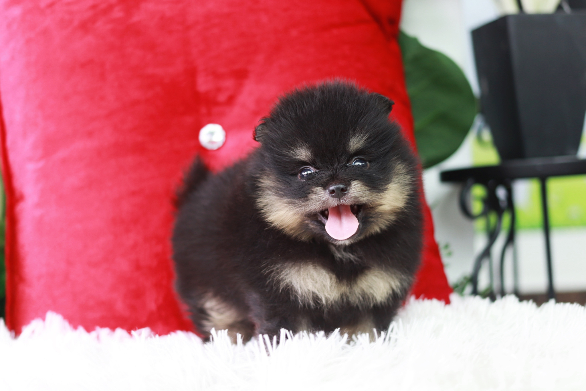 ปอมเมอเรเนียน เพศผู้ แบล็คขนแน่นๆไซส์เล็ก