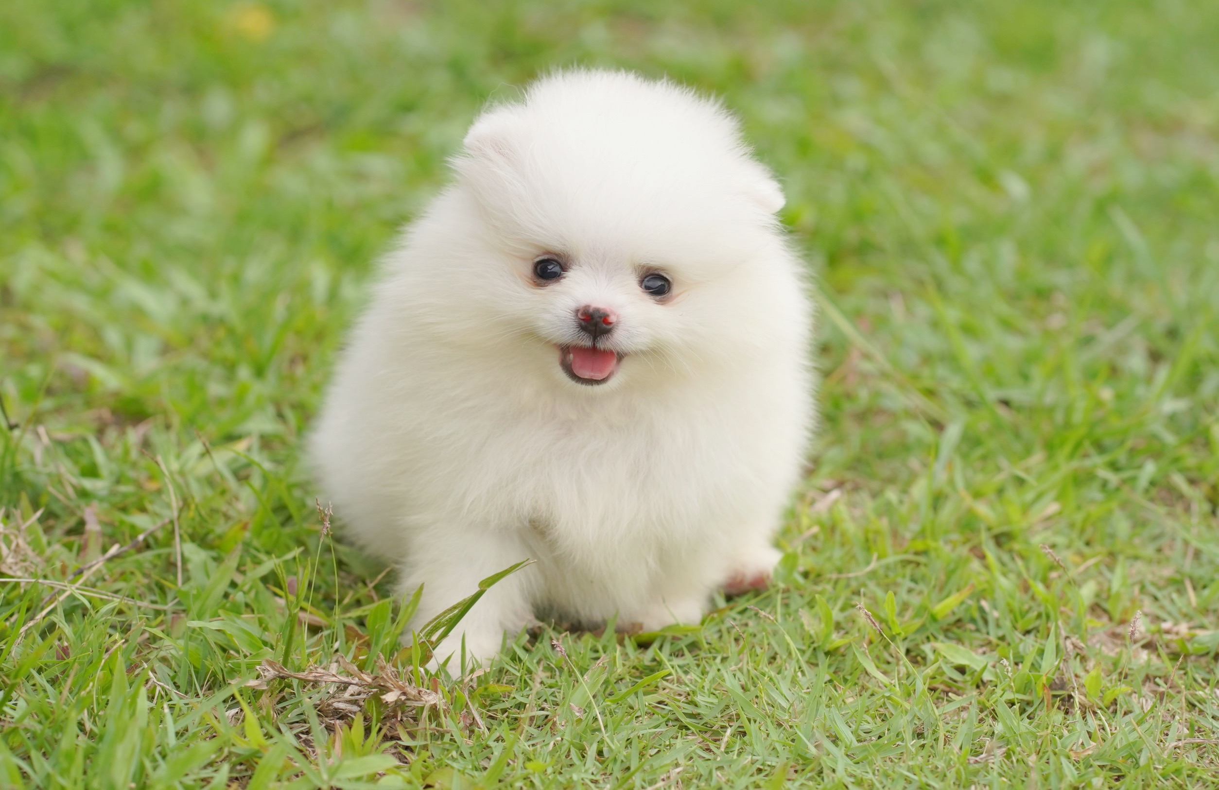 ปอมเมอเรเนียน เพศผู้ สีขาว