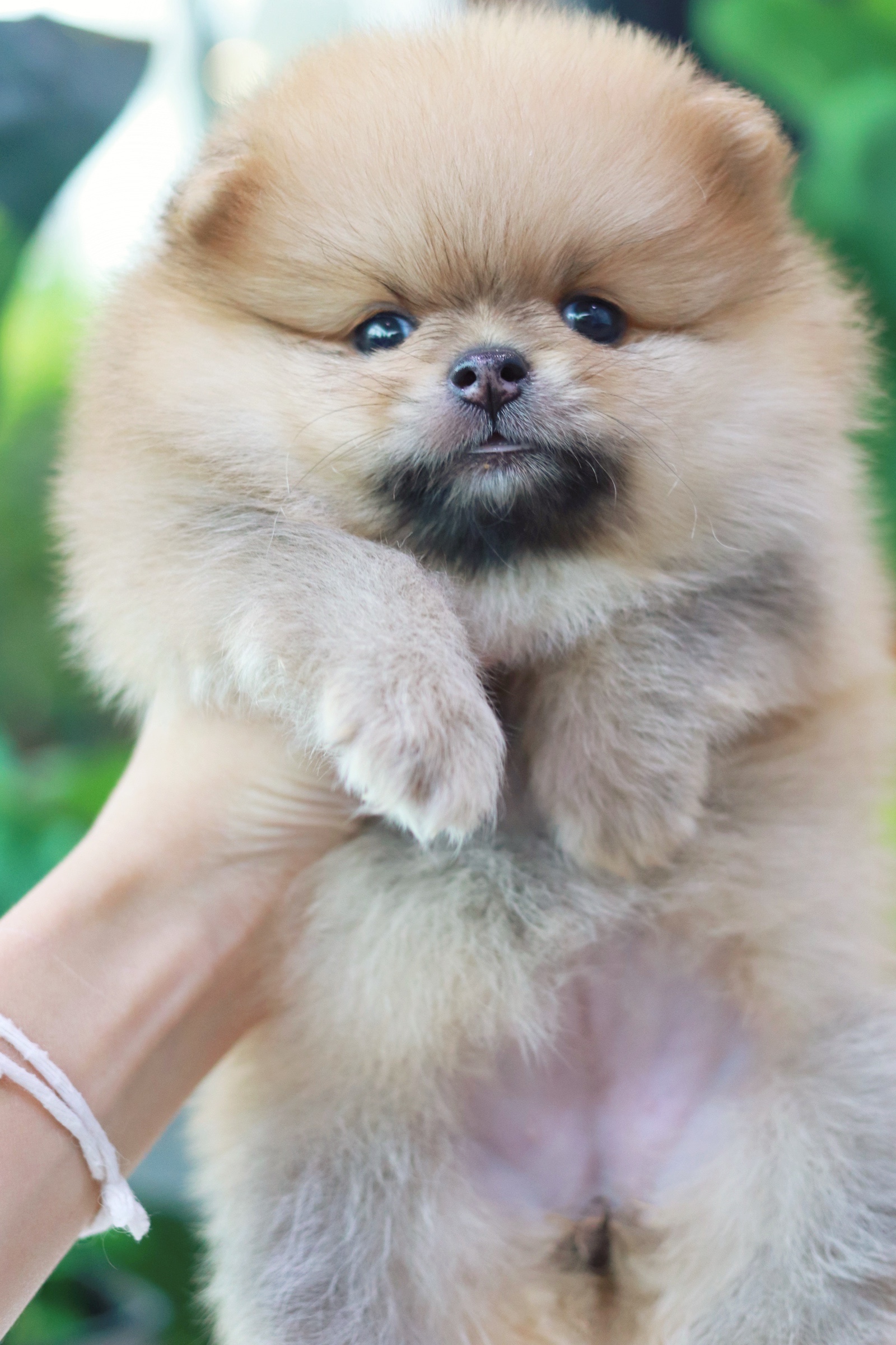 ปอมเมอเรเนียน เพศเมียสีส้ม เกรดโชว์