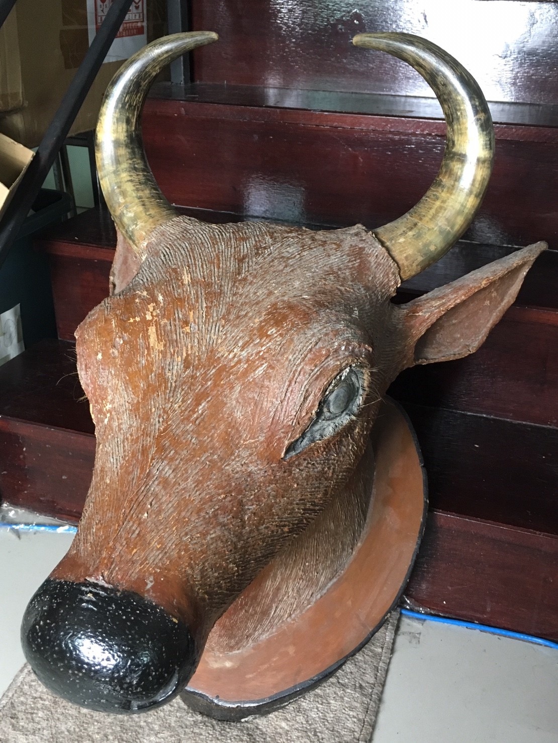 หัววัว เขาแท้ หัวใหญ่มาก