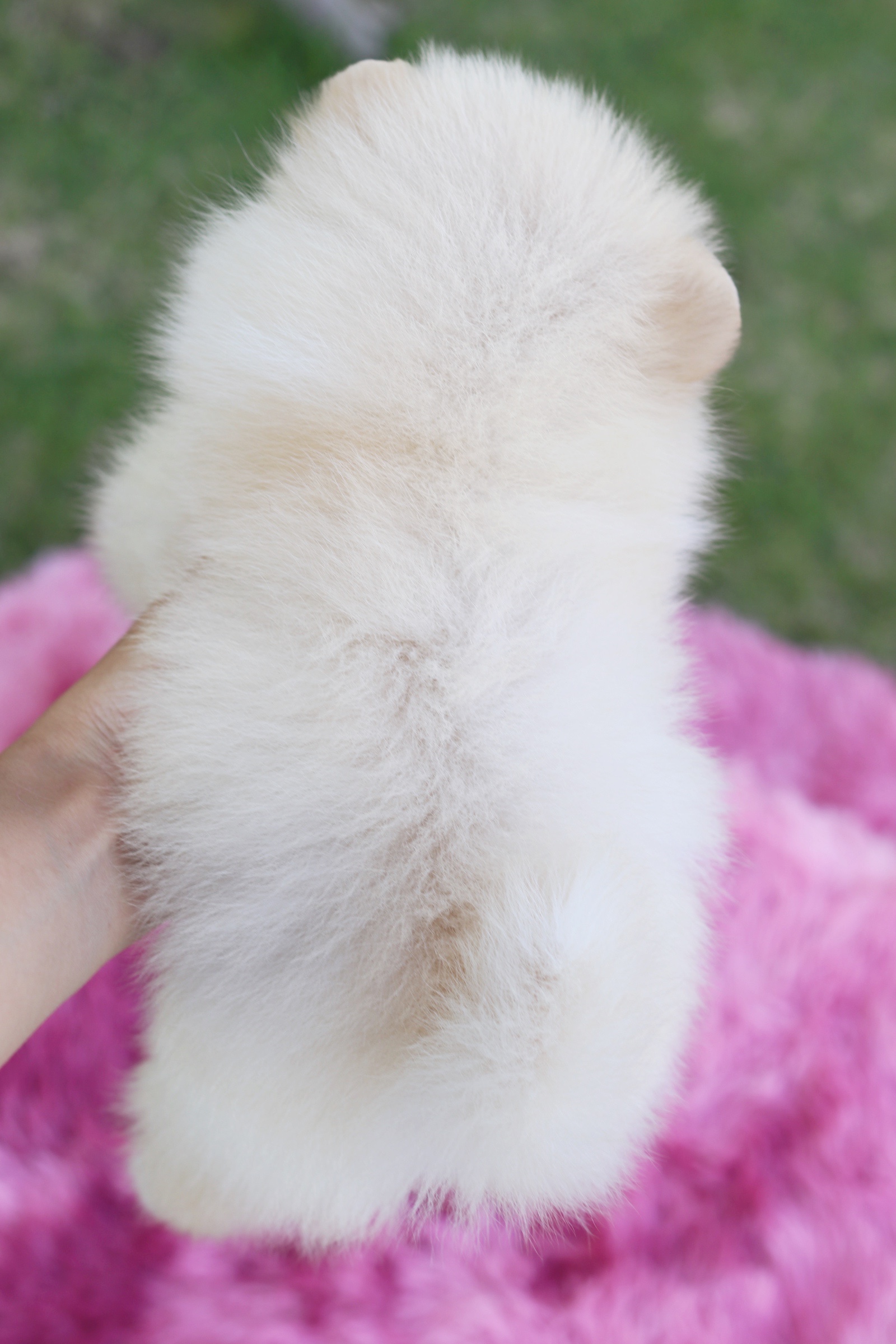 ปอมเมอเรเนียน เพศผู้ ไซส์เล็กสีขาวครีม