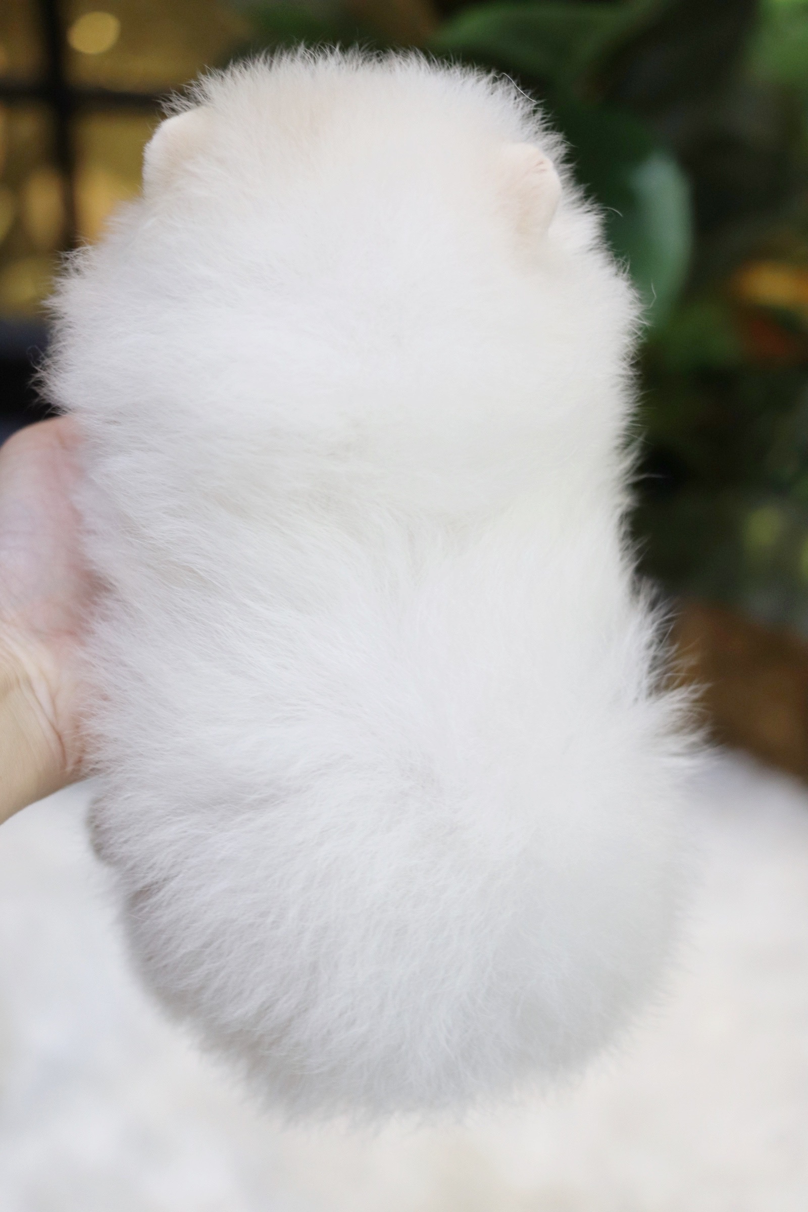 ปอมเมอเรเนียน เพศเมียสีขาวครีม