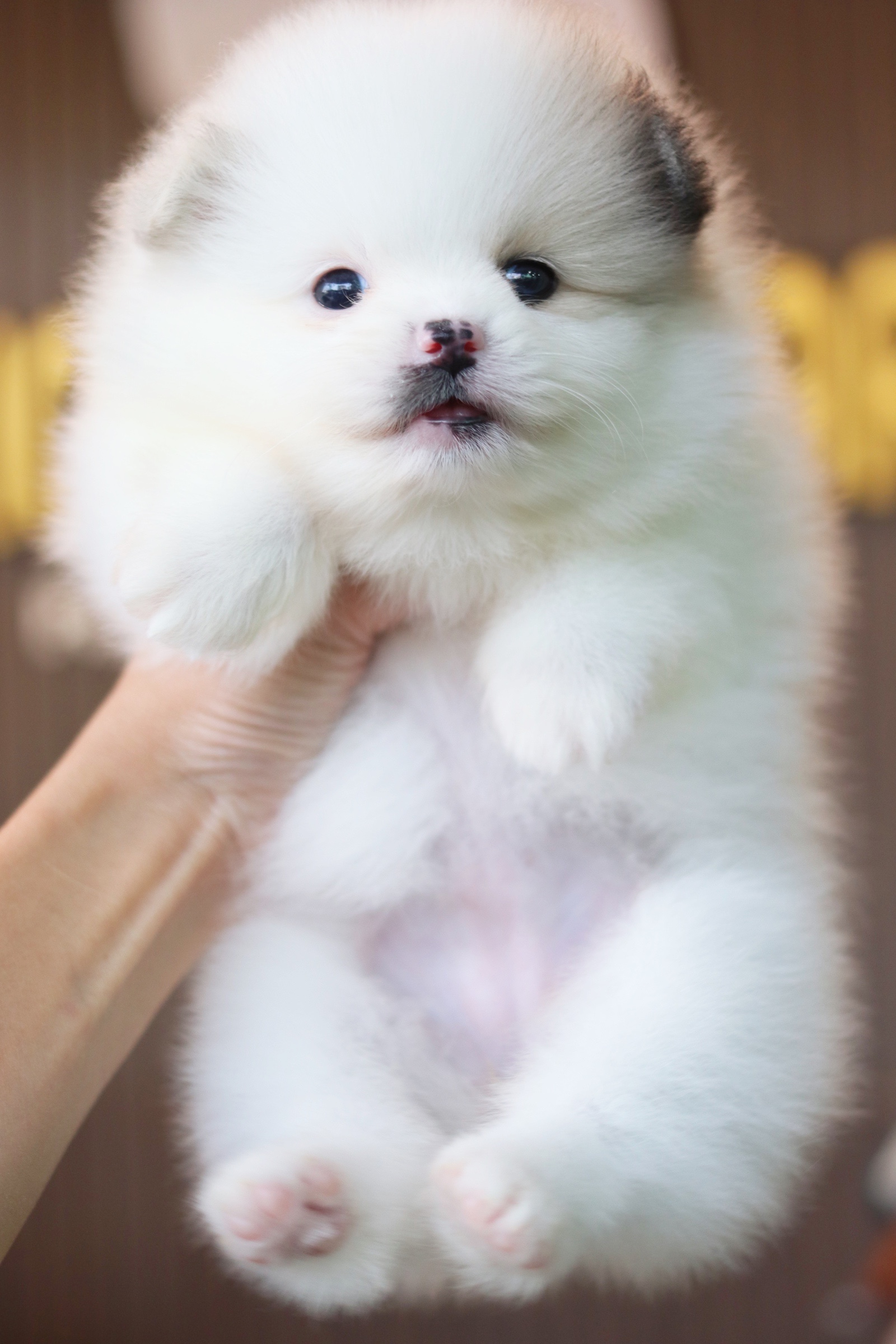 ปอมเมอเรเนียน เพศเมียสีแฟนซี