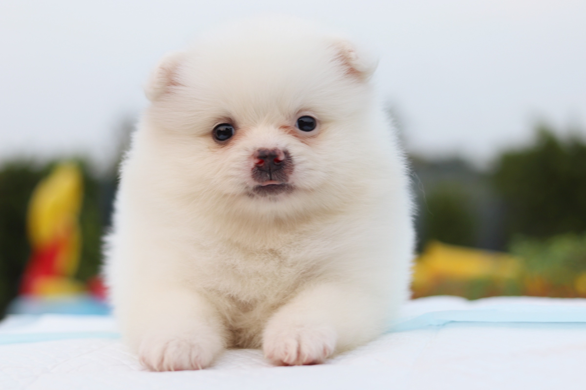 ปอมเมอเรเนียน เพศเมียสีขาว