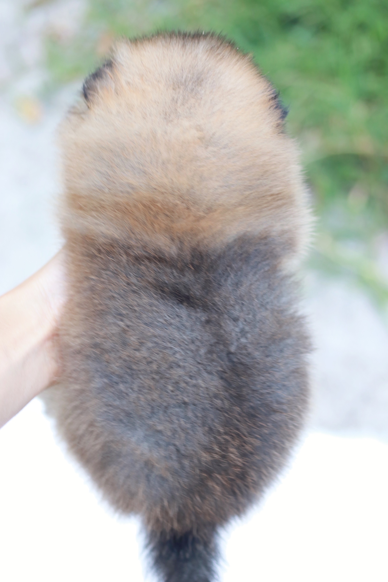 ปอมเมอเรเนียน เพศเมียสีส้ม