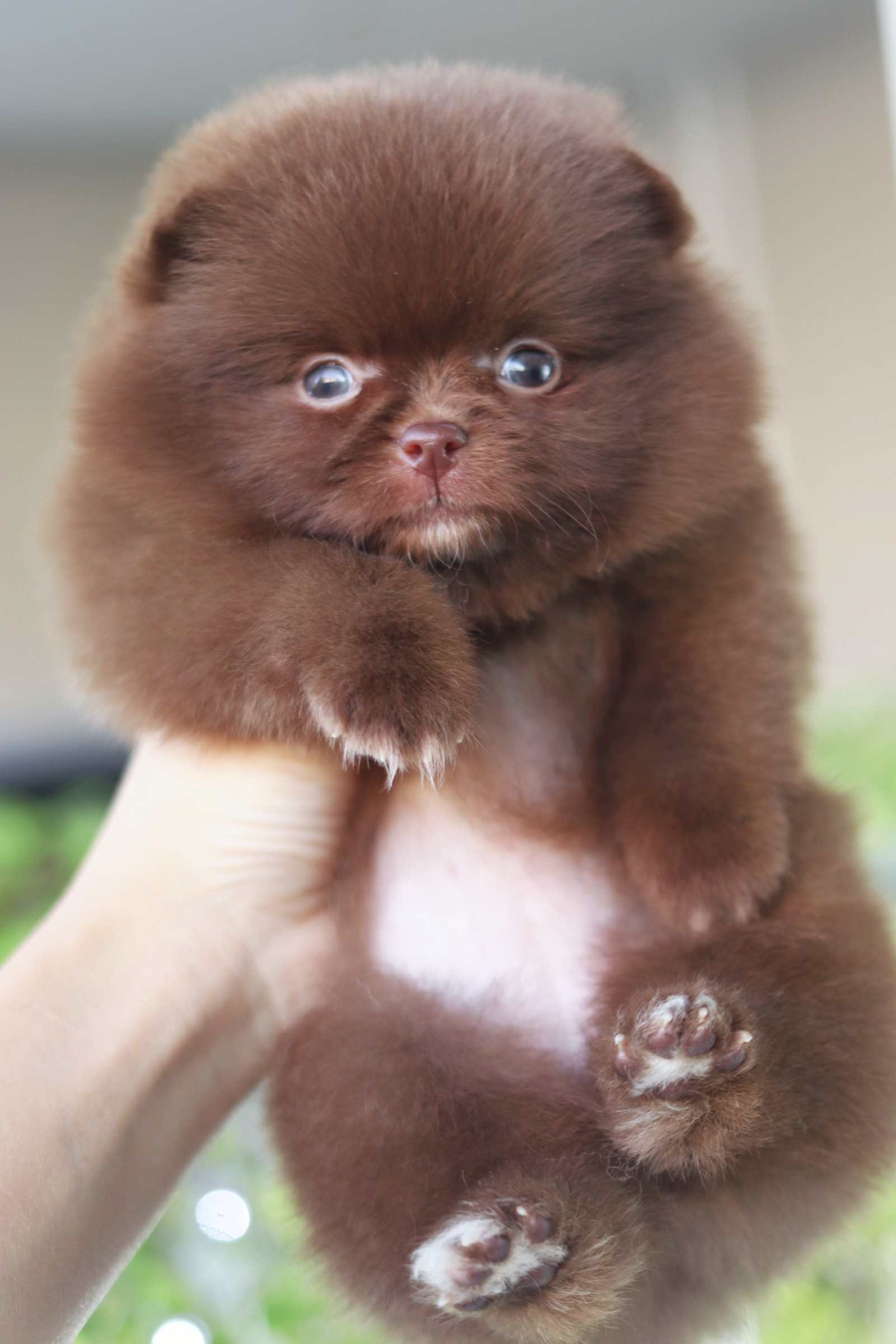 ปอมเมอเรเนียน เพศเมียสีช็อค เกรดโชว์