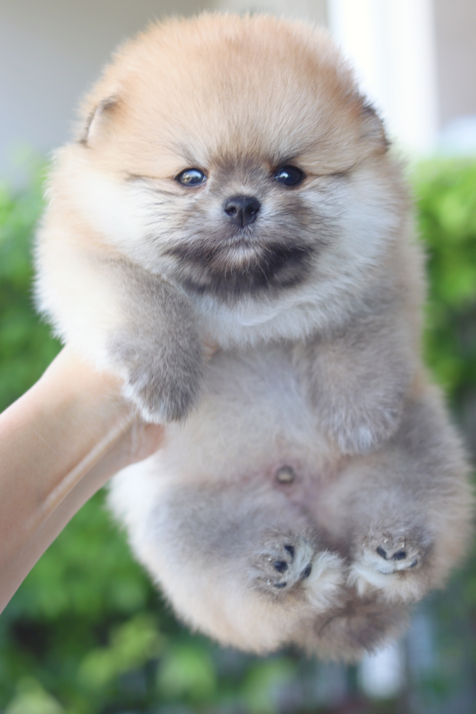 ปอมเมอเรเนียน เพศผู้สีส้ม