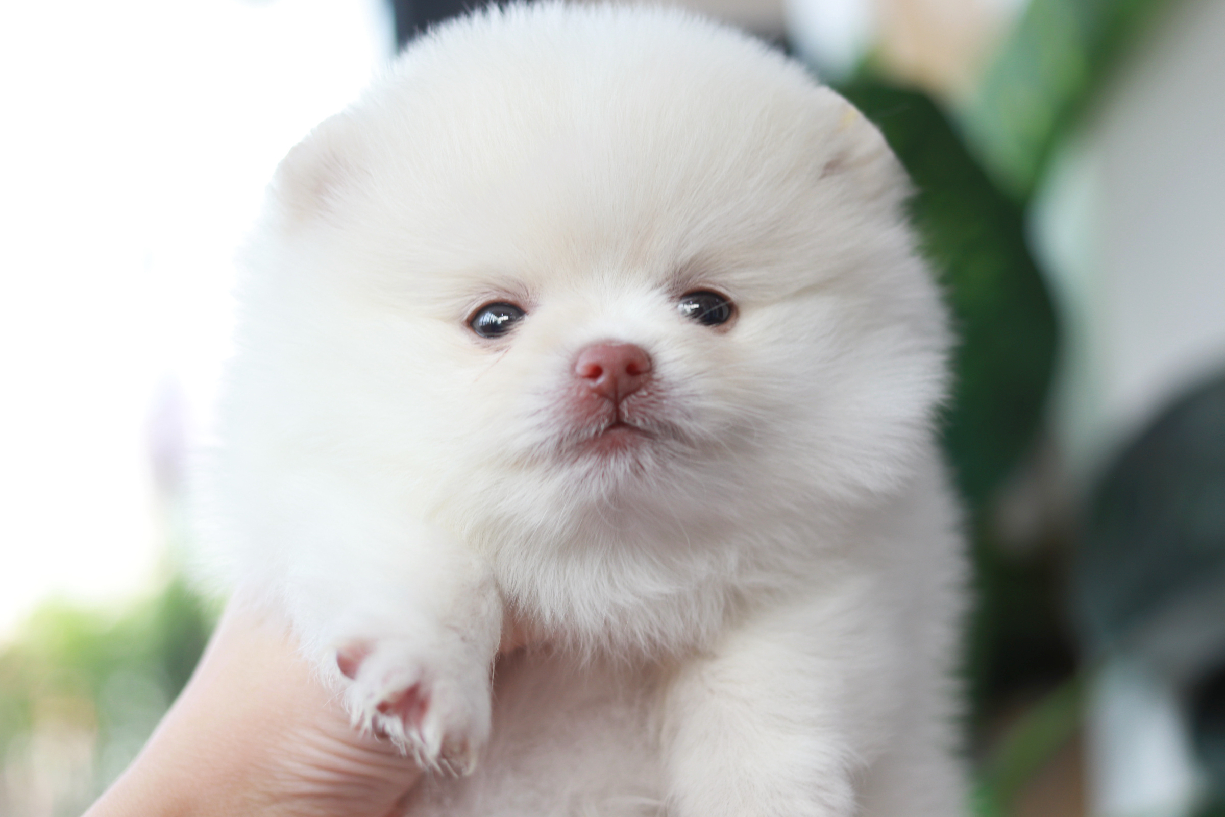 ปอมเมอเรเนียน เพศผู้