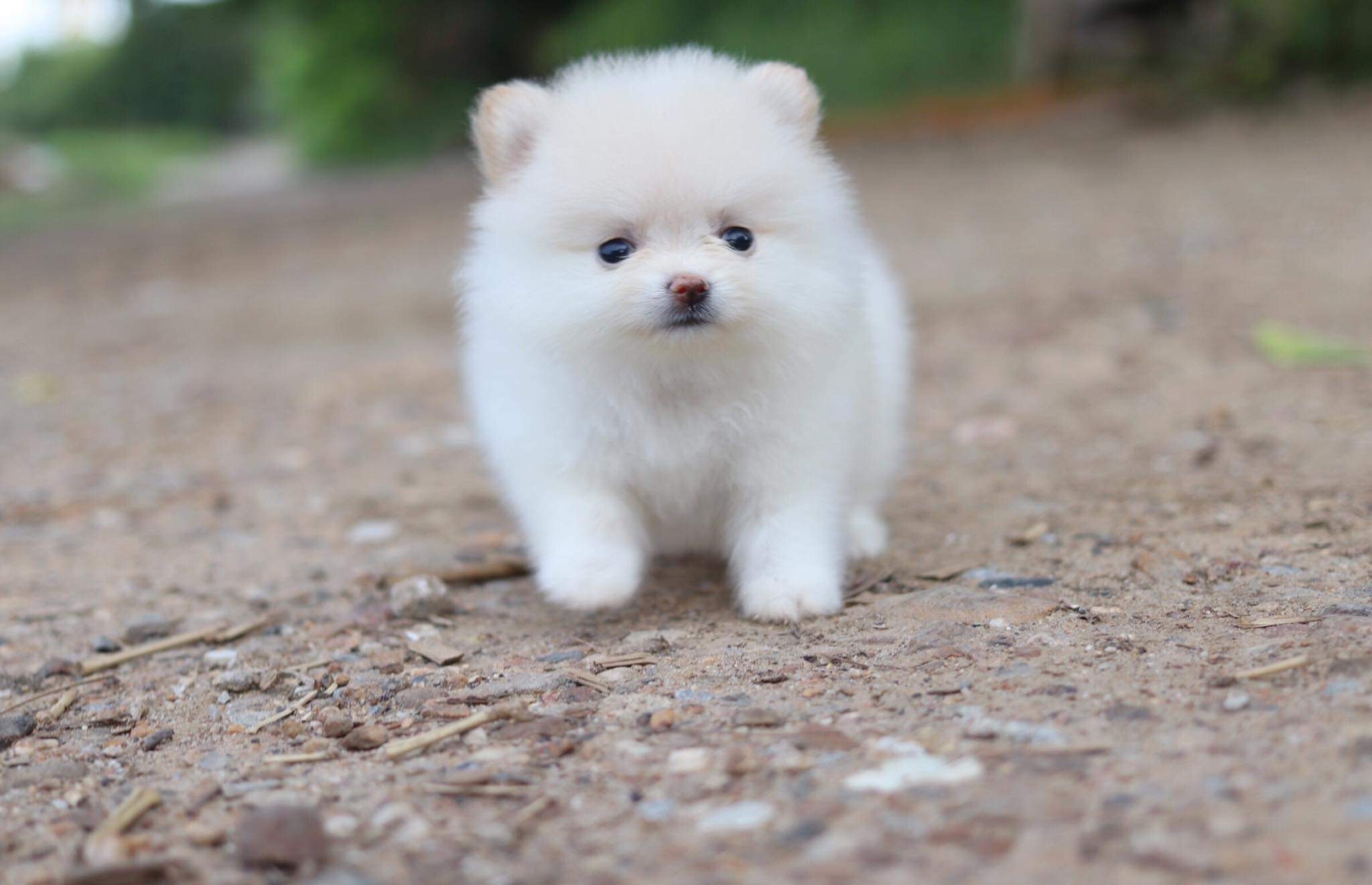 ปอมเมอเรเนียน เพศเมีย