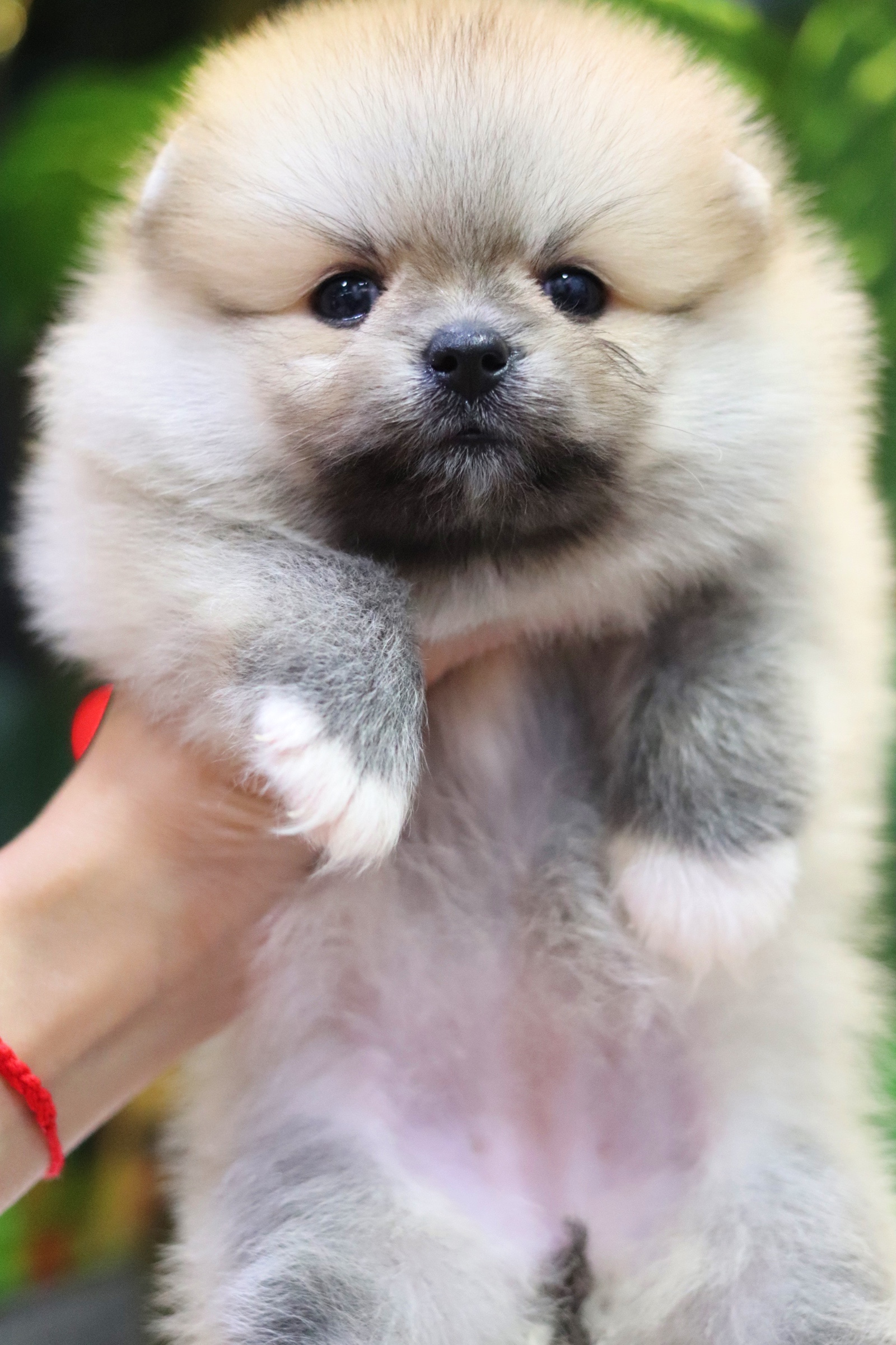 ปอมเมอเรเนียน เพศเมีย สีส้ม