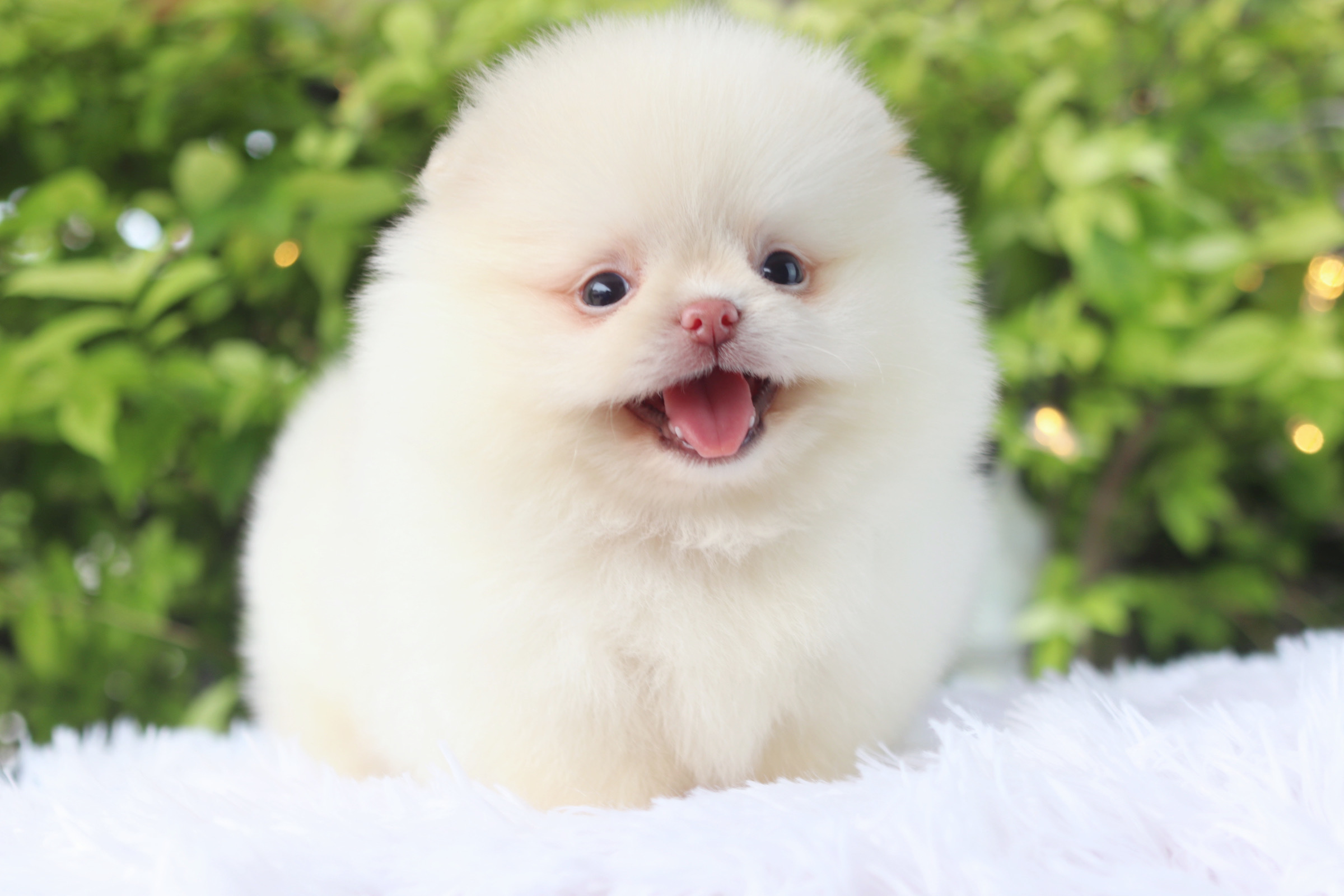 ปอมเมอเรเนียน เพศผู้ สีครีม