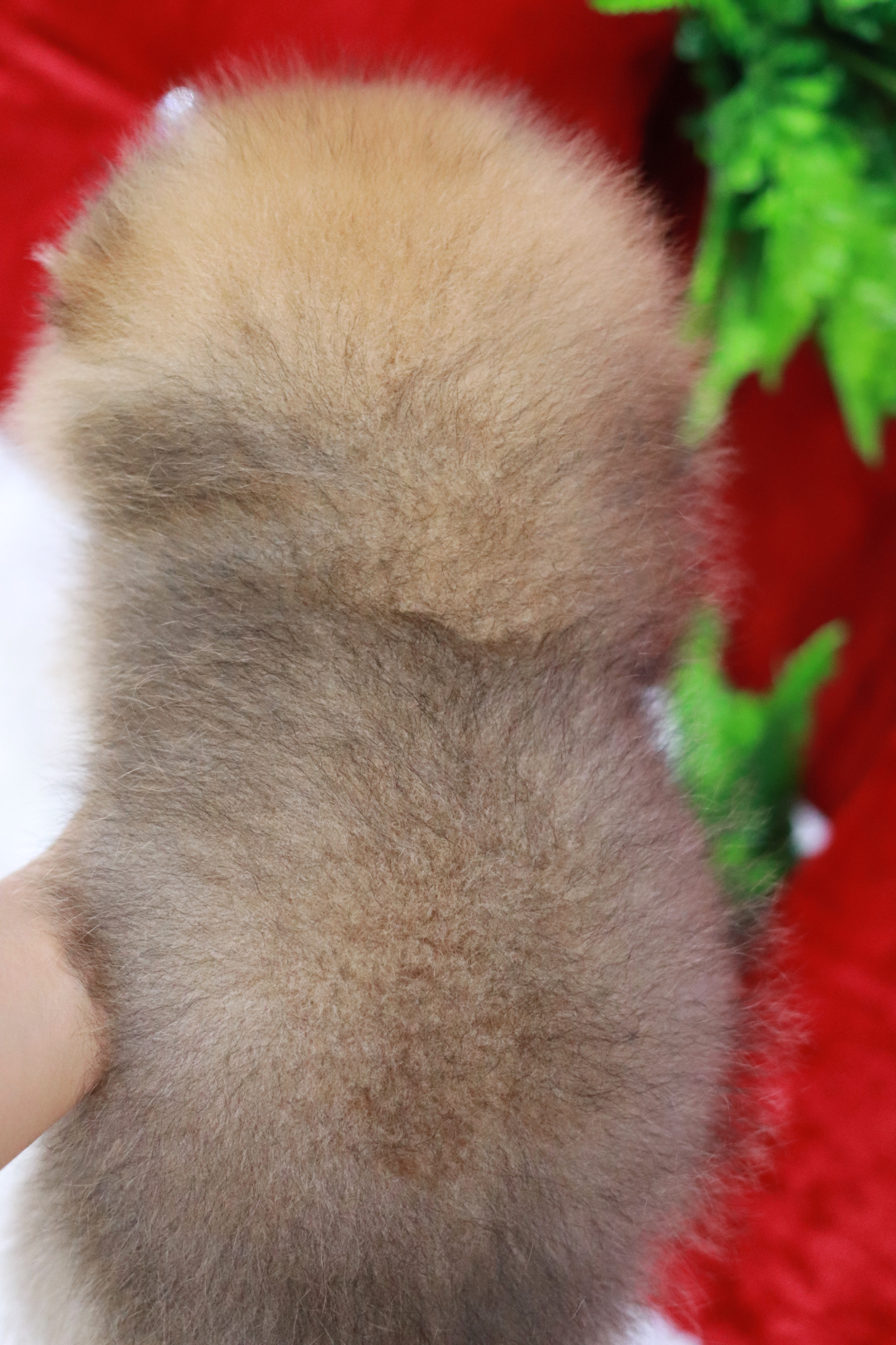 ปอมเมอเรเนียน เพศผู้ สีส้ม