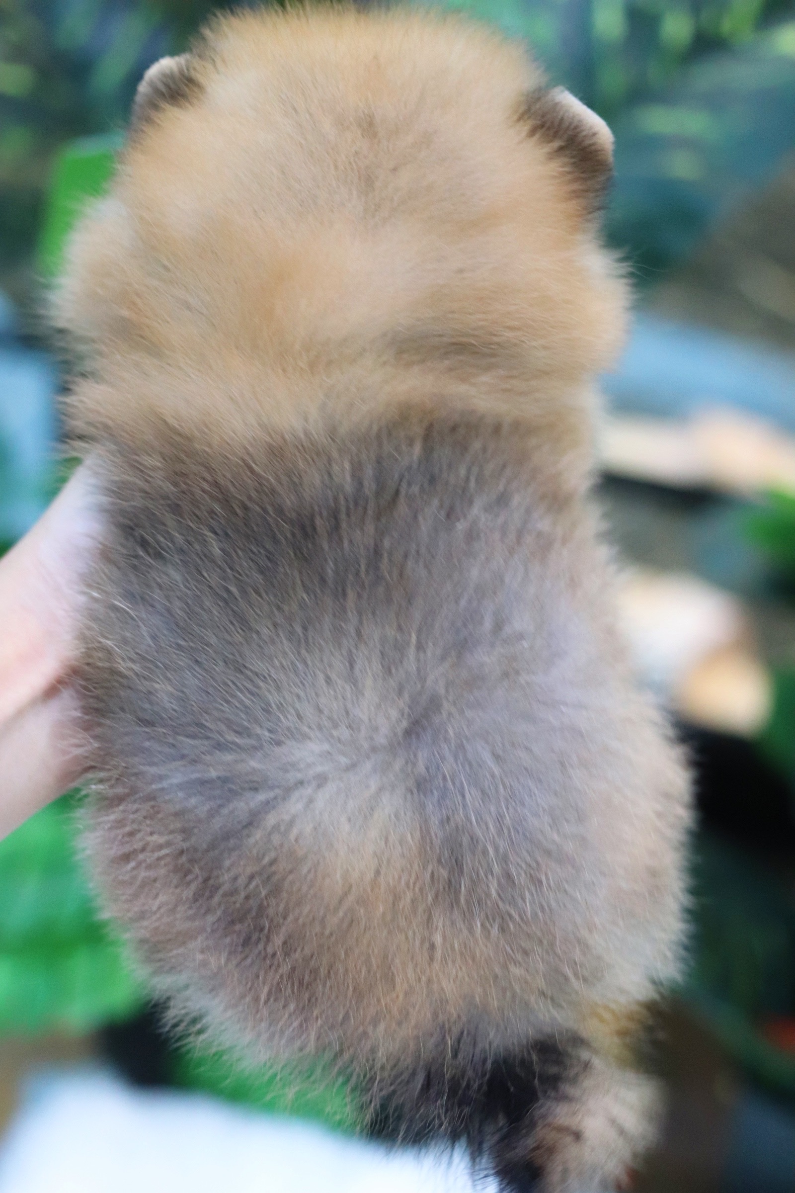 ปอมเมอเรเนียน เพศผู้ สีส้ม