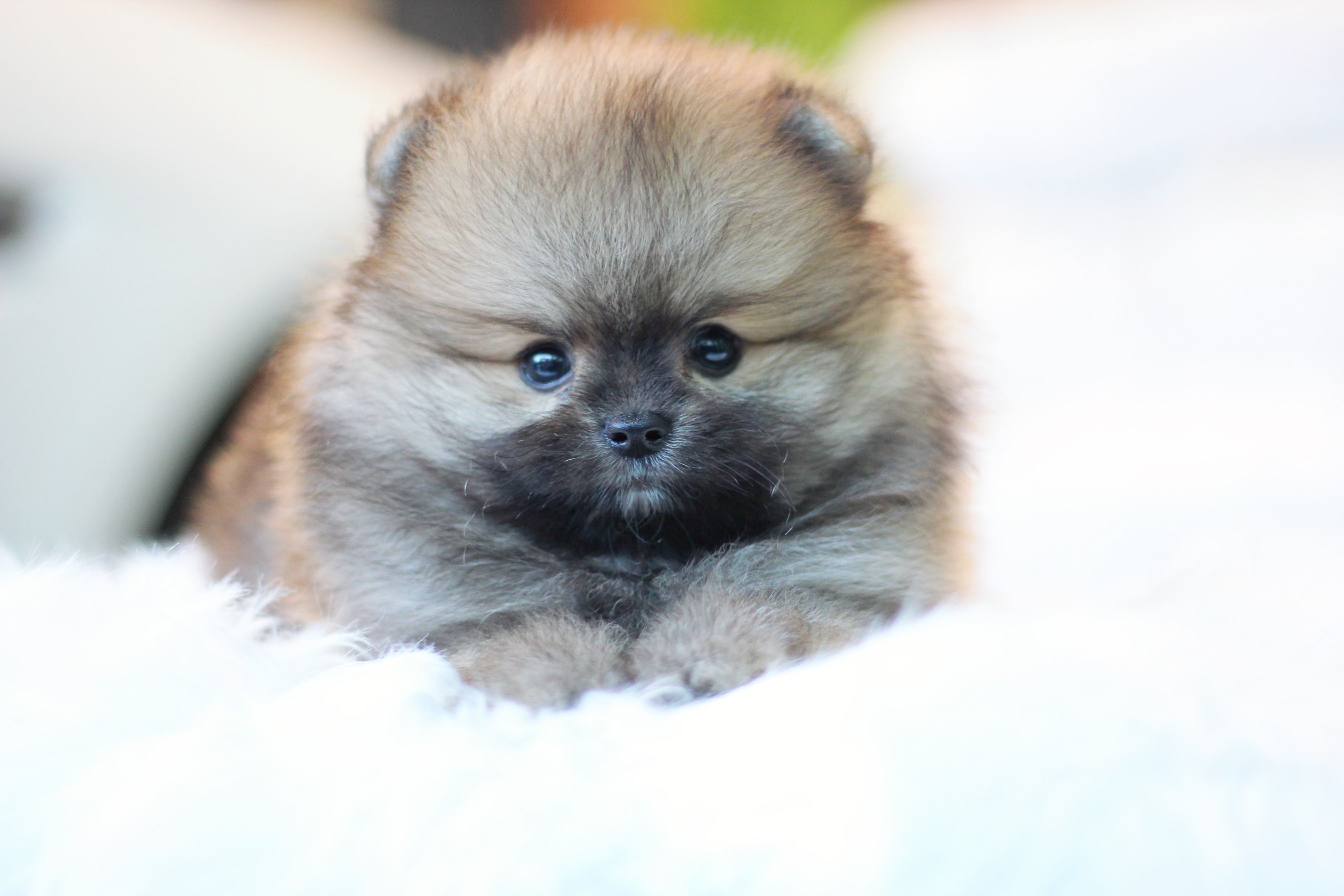 ปอมเมอเรเนียน เพศผู้ สีส้ม