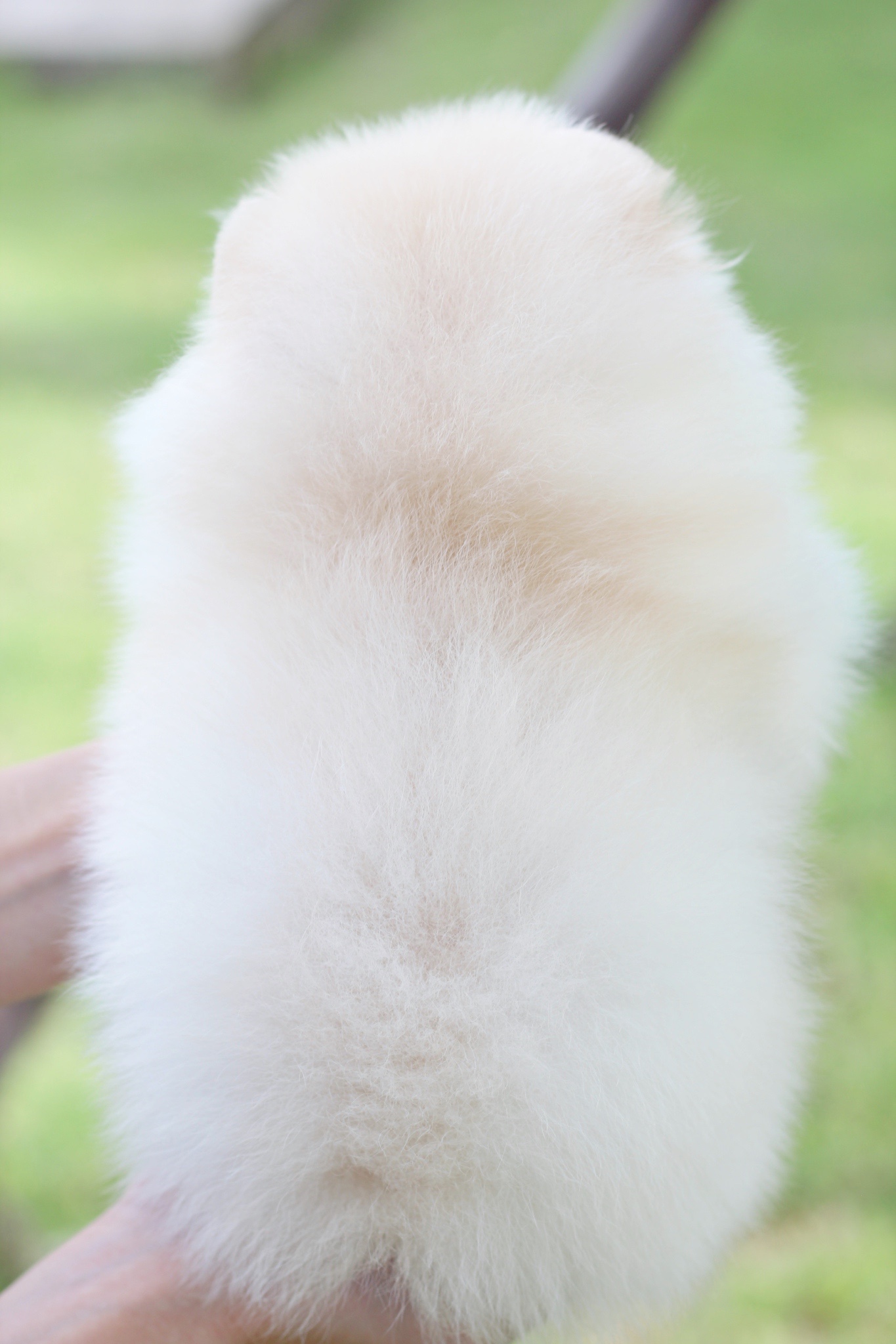 ปอมเมอเรเนียน เพศผู้ สีขาวครีม