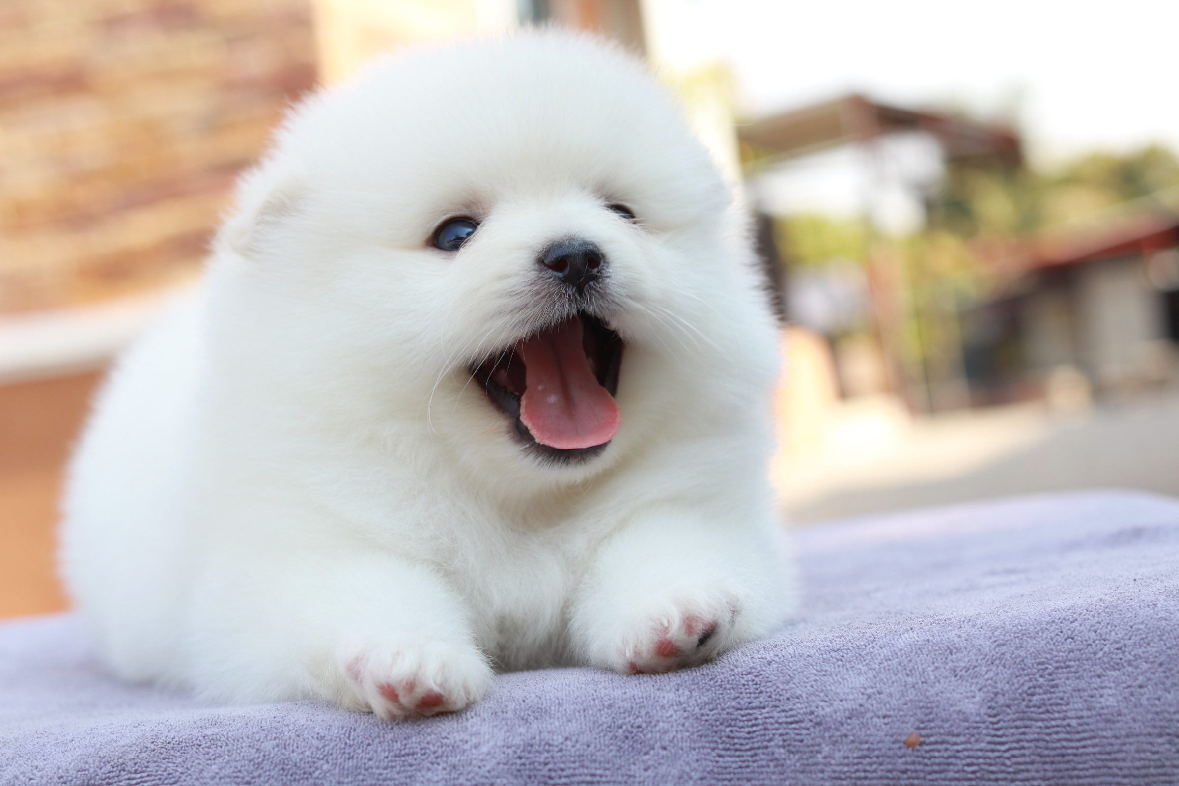 ปอมเมอเรเนียน เพศผู้