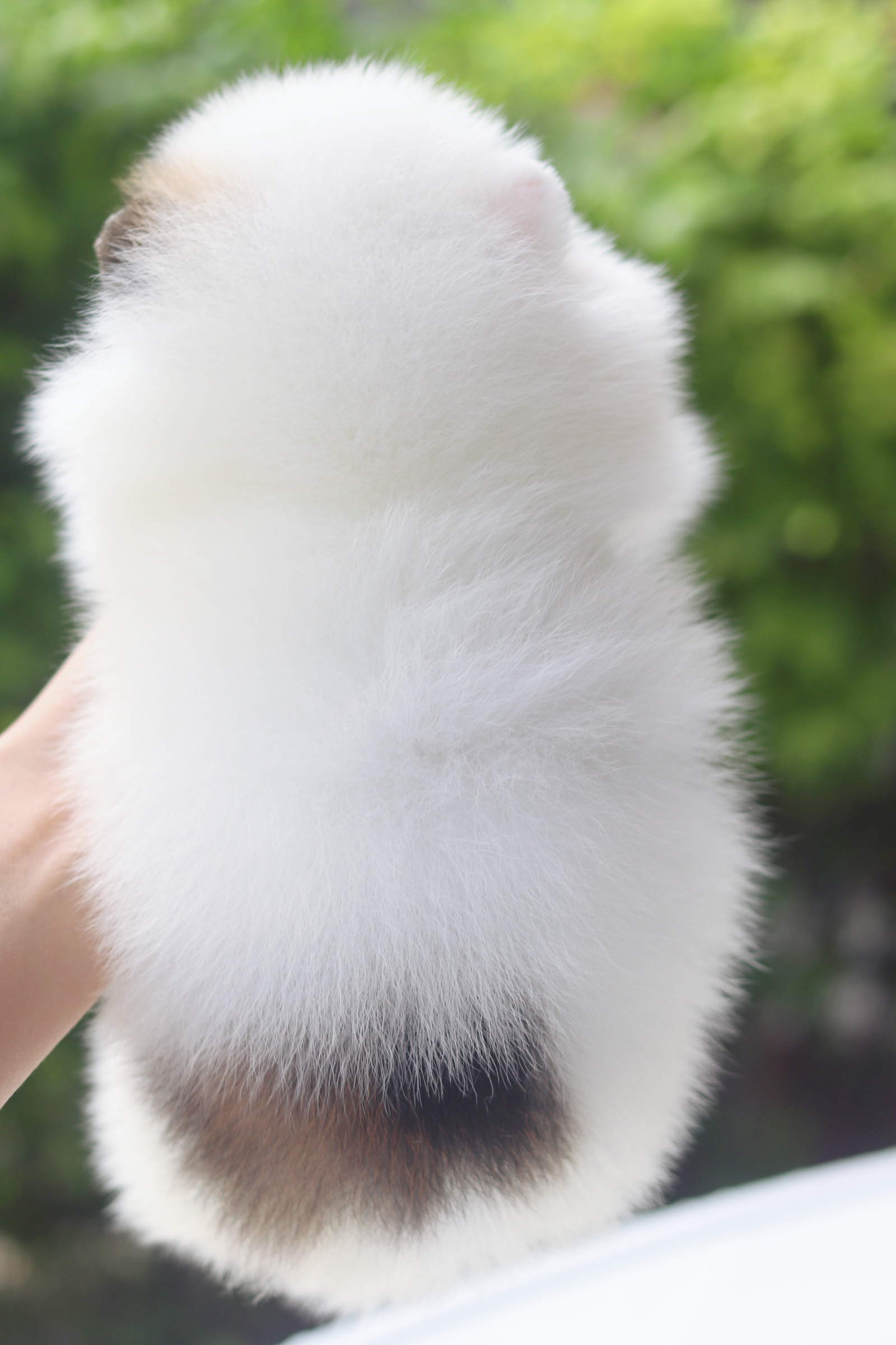 ปอมเมอเรเนียน เพศเมียสีแฟนซีเกรดโชว์