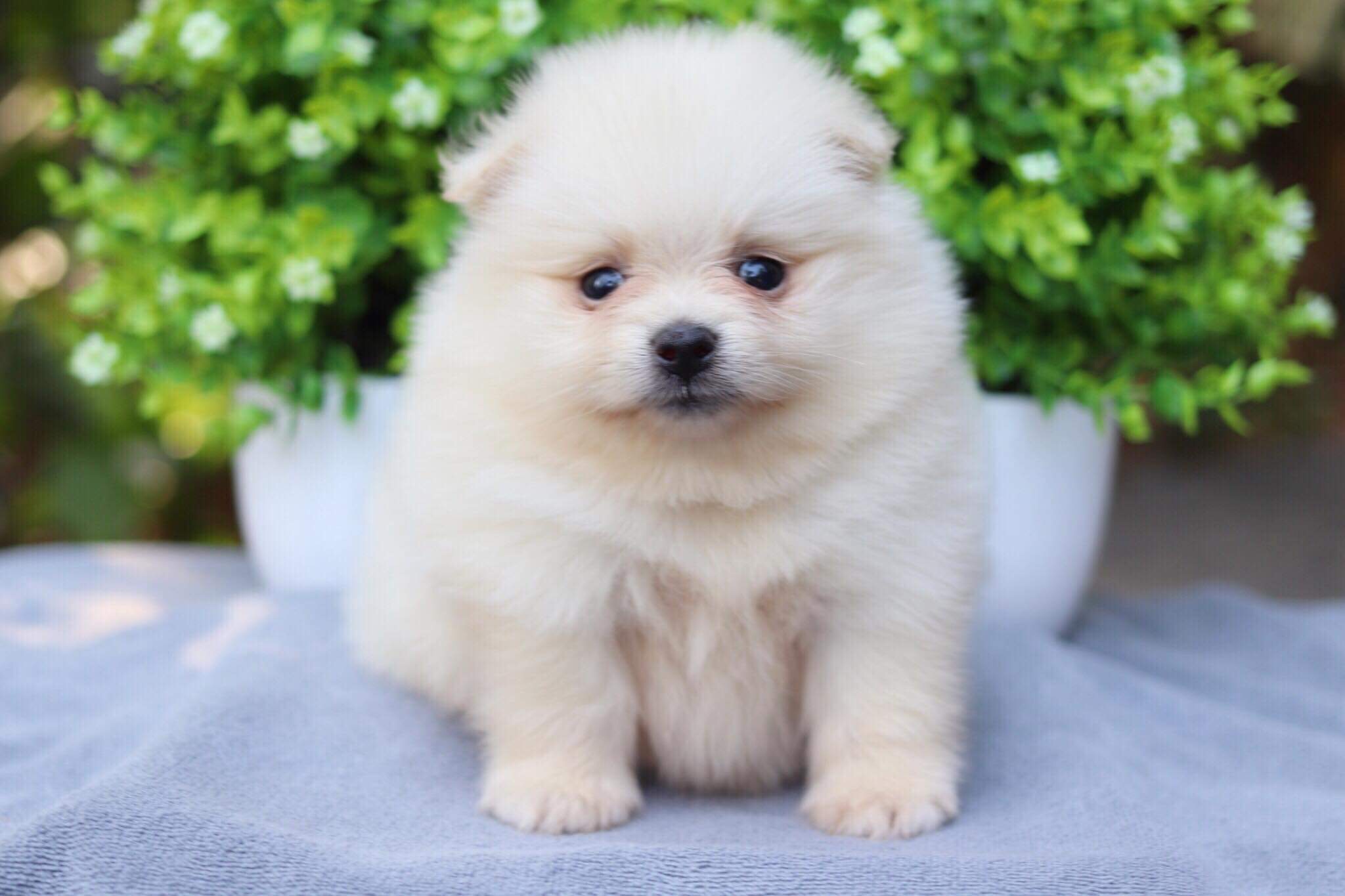 ปอมเมอเรเนียน เพศผู้