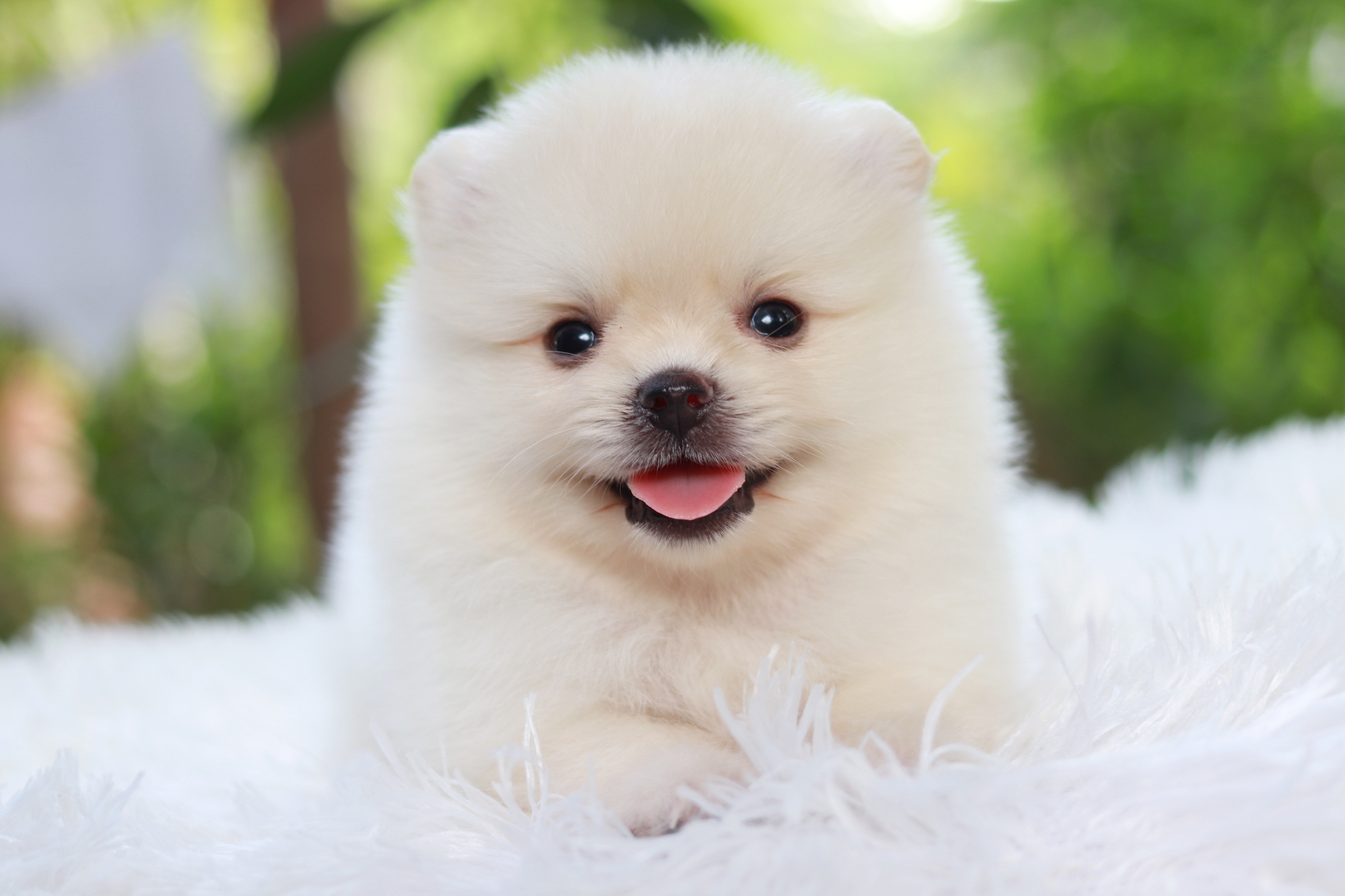 ปอมเมอเรเนียน เพศผู้ ขาวครีม