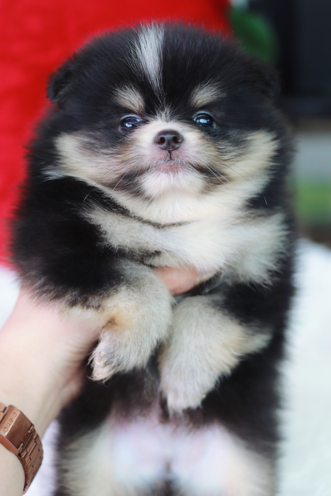 ปอมเมอเรเนียน เพศผู้ ไซส์เล็ก