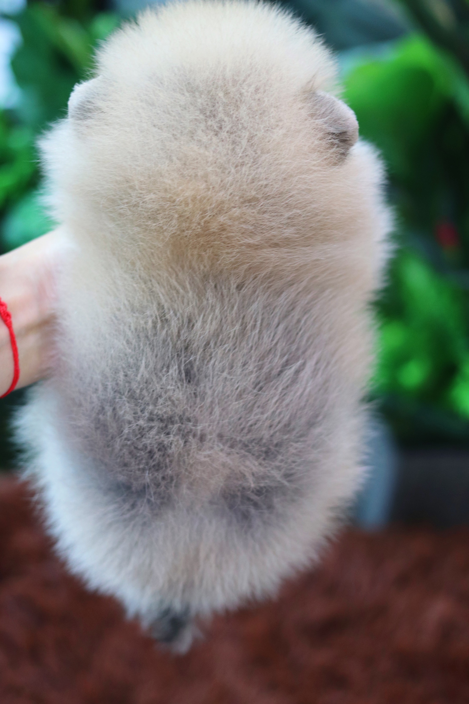 ปอมเมอเรเนียน เพศผู้สีส้ม