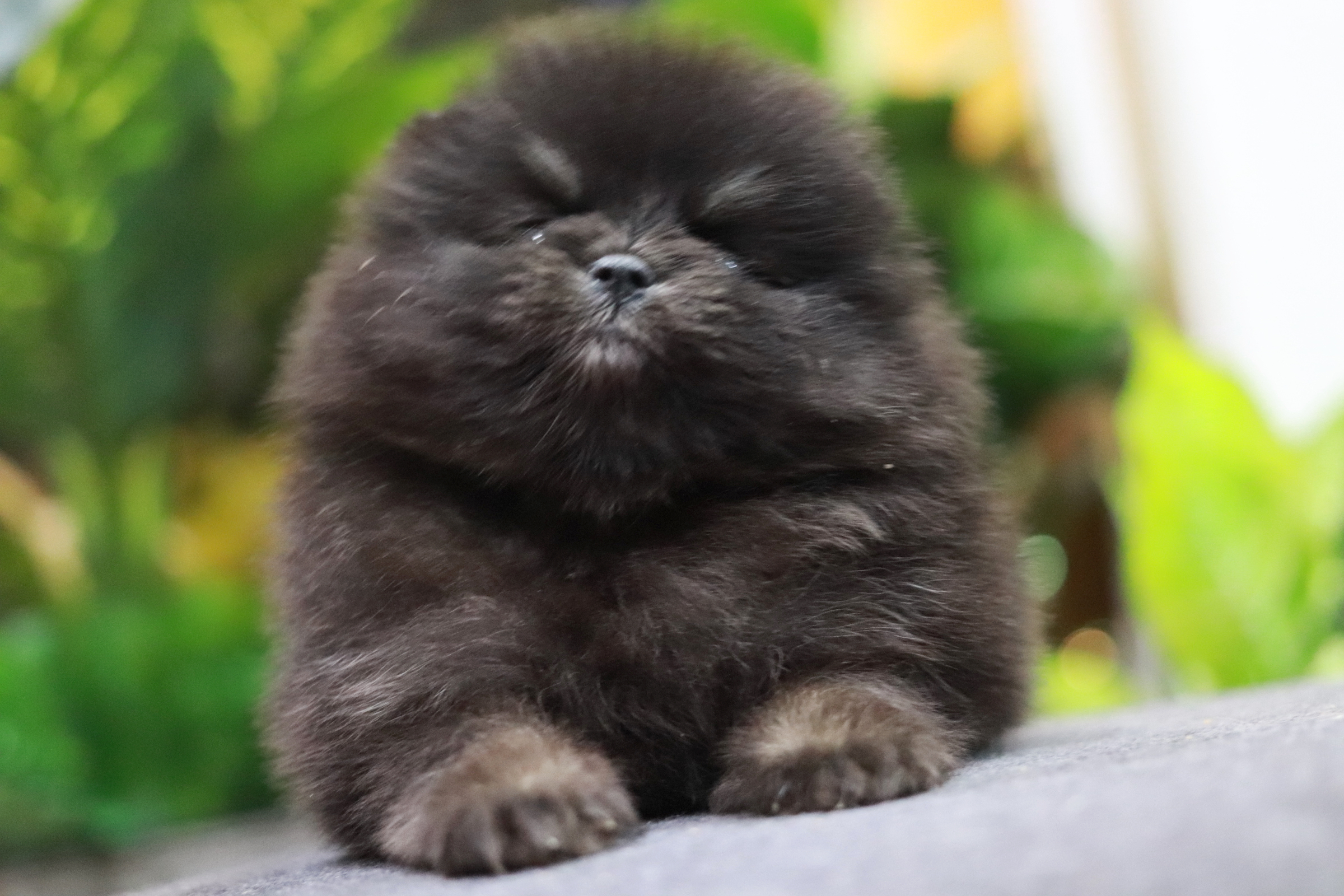 ปอมเมอเรเนียน เพศเมีย แบล็คแทน