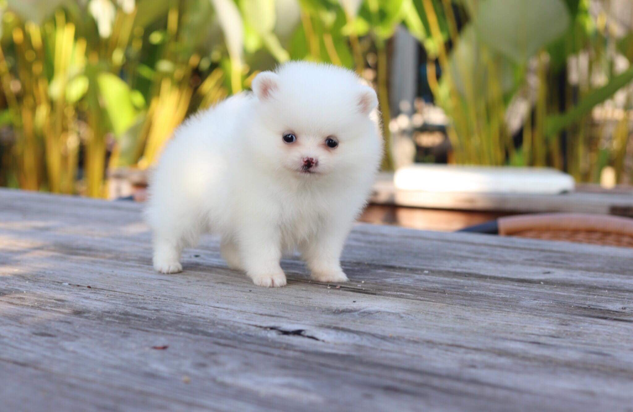 ปอมเมอเรเนียน เพศเมีย