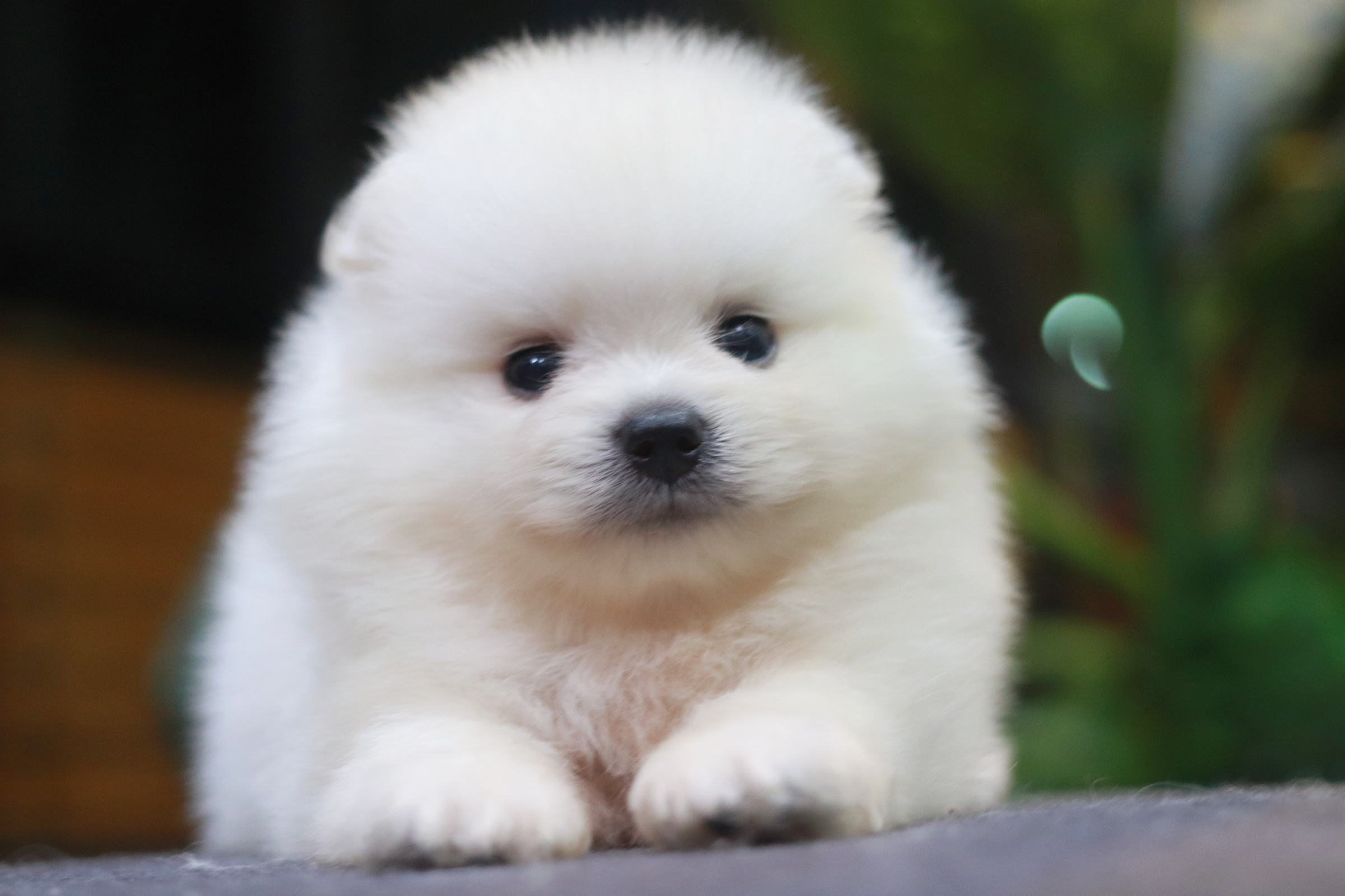 ปอมเมอเรเนียน เพศผู้