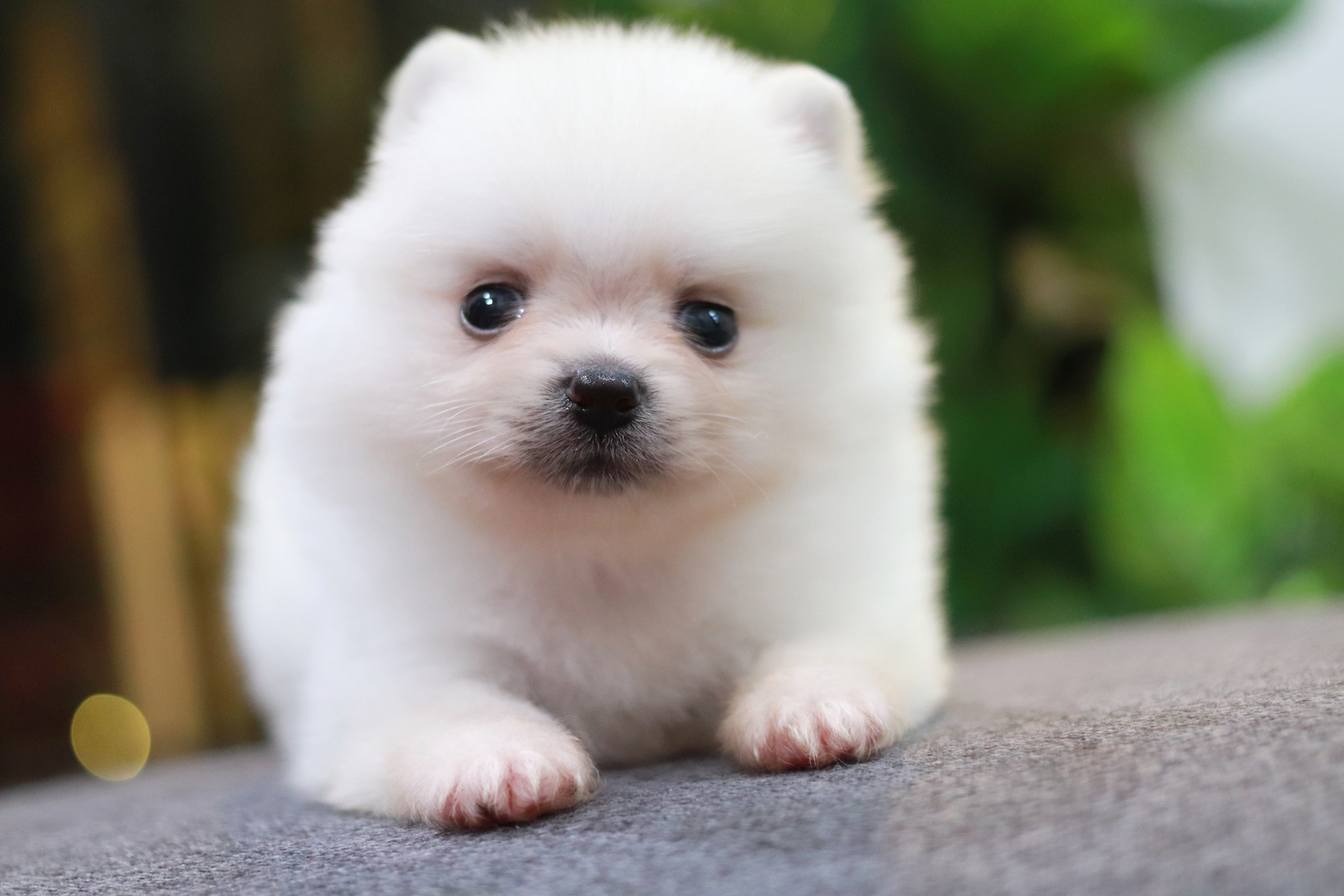 ปอมเมอเรเนียน เพศเมียขาว