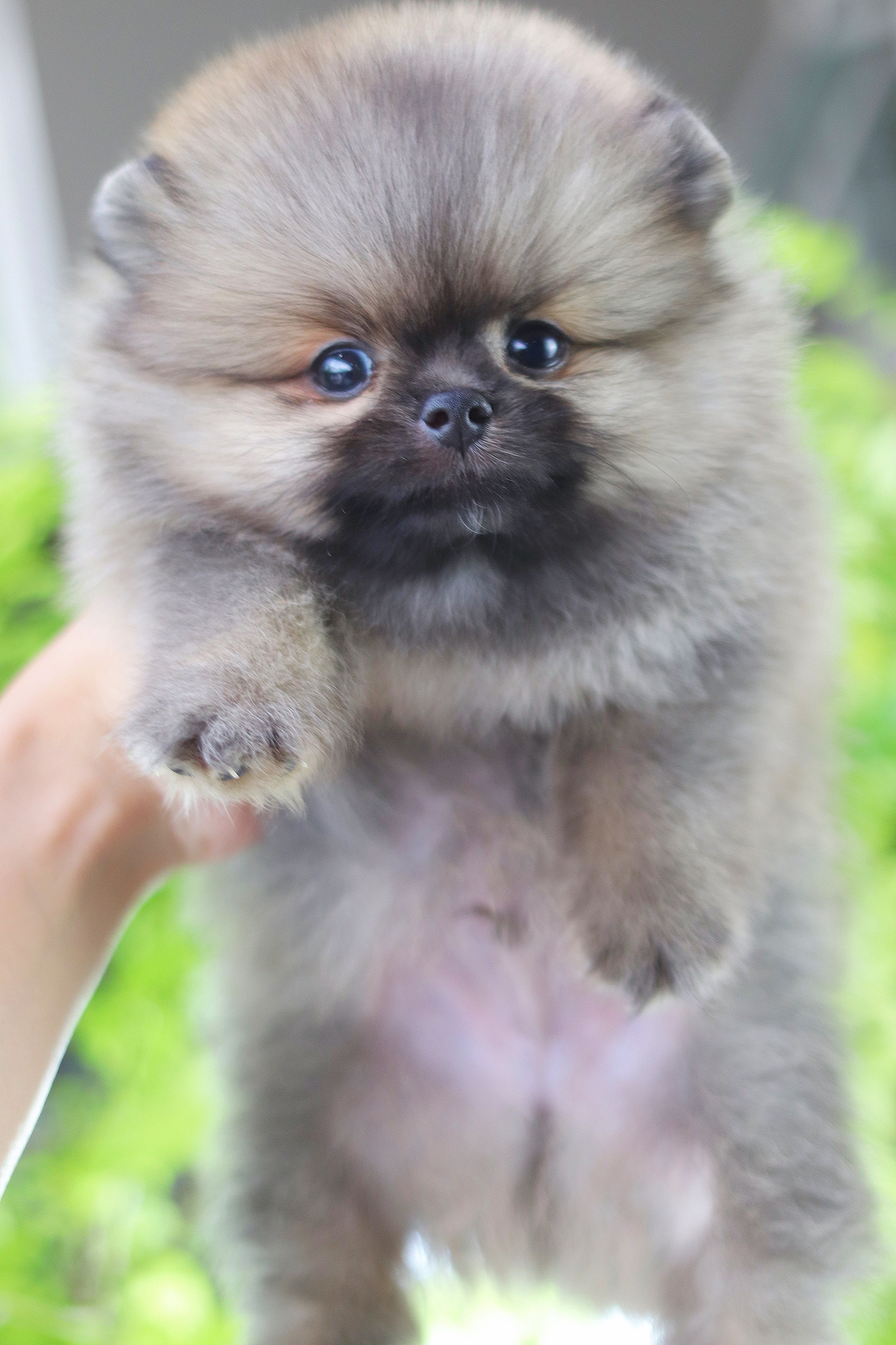 ปอมเมอเรเนียน เพศผู้ สีส้ม