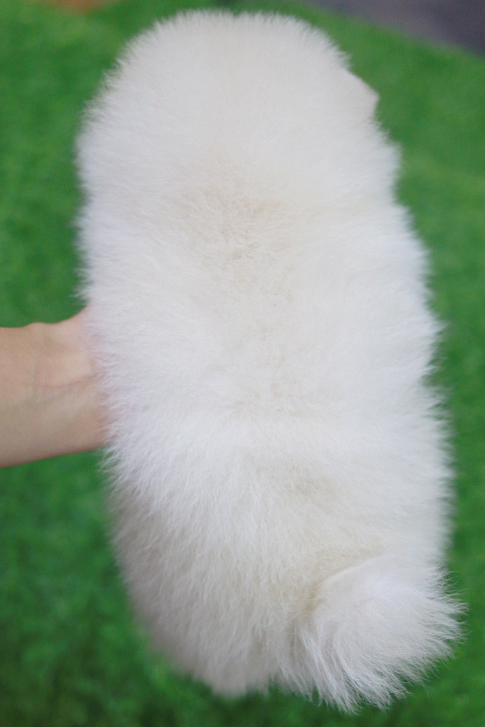 ปอมเมอเรเนียน เพศเมียสีขาวครีม ขนแน่น