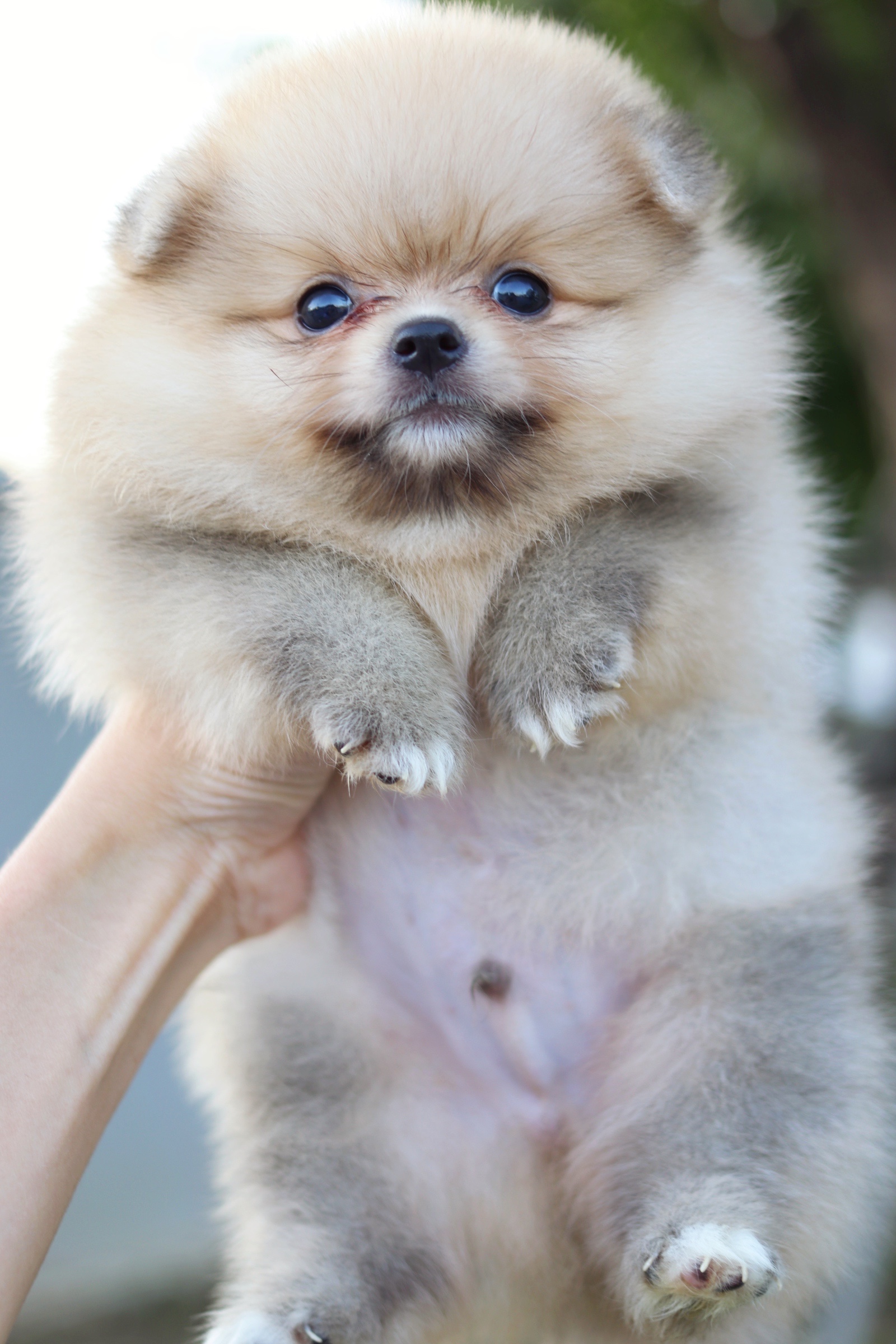 ปอมเมอเรเนียน เพศผู้ สีส้ม